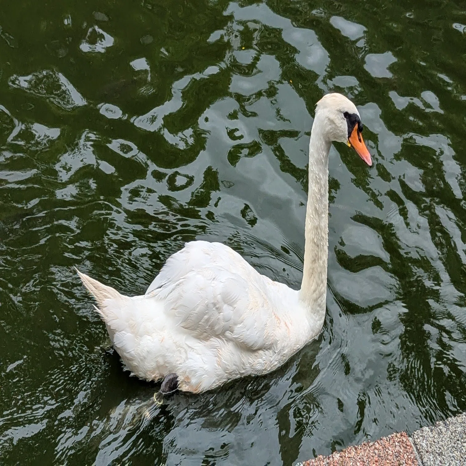 白鳥のいる池｜LiuK