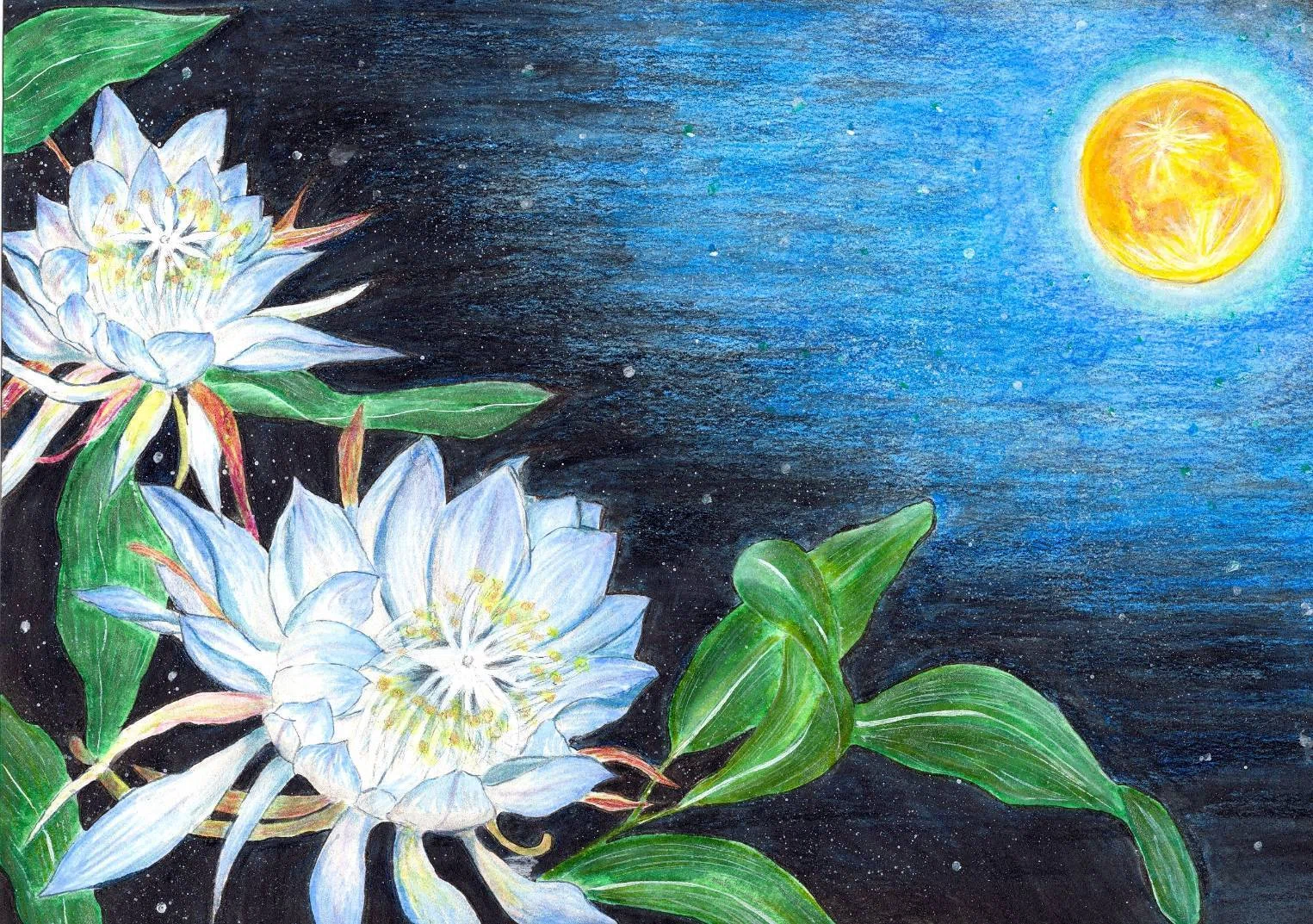 一夜限りの月下美人🌙 刹那に想いを重ねる✨創作日記｜Maromi_創作日記