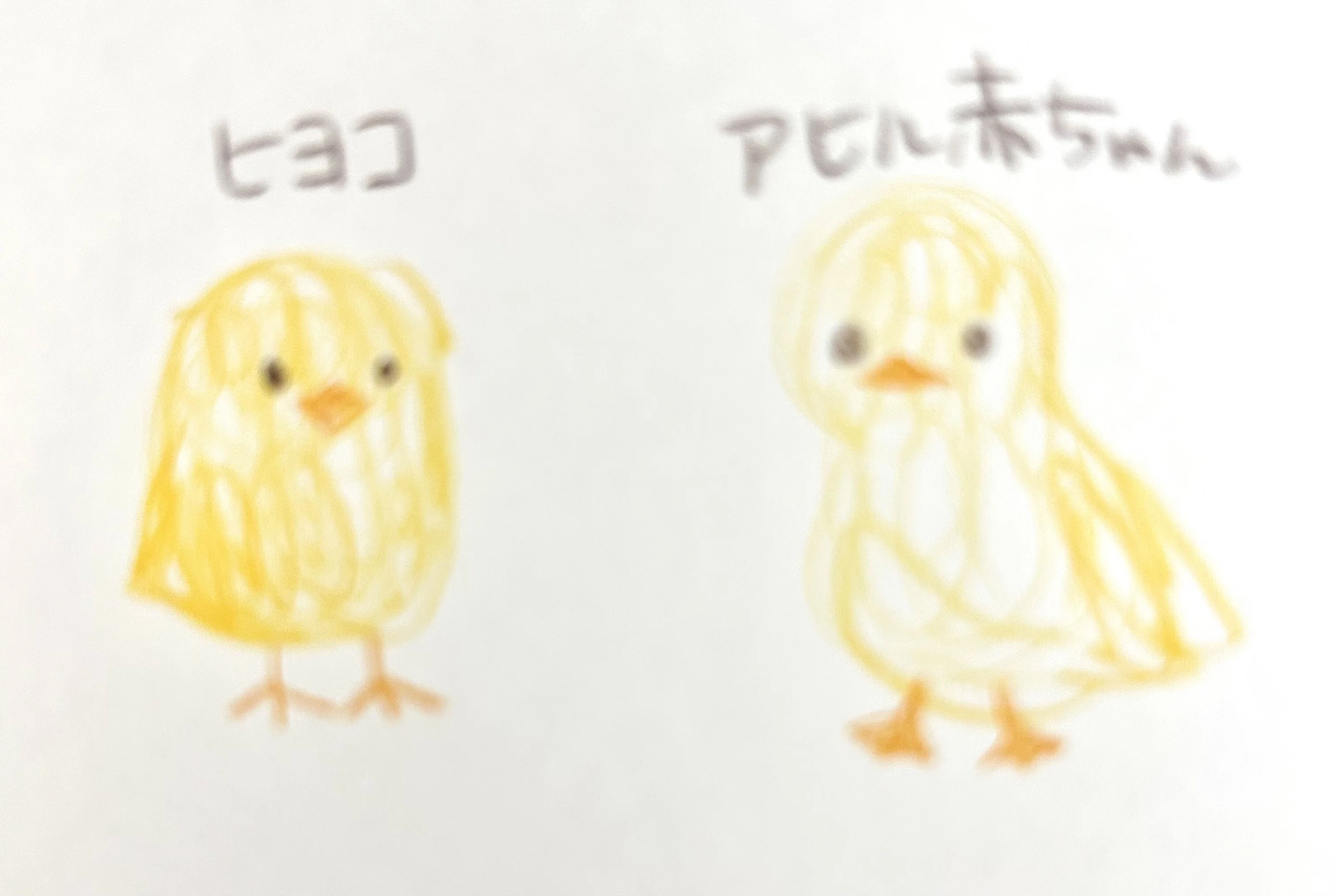 ひよことアヒルの赤ちゃんて似てない？｜Shh