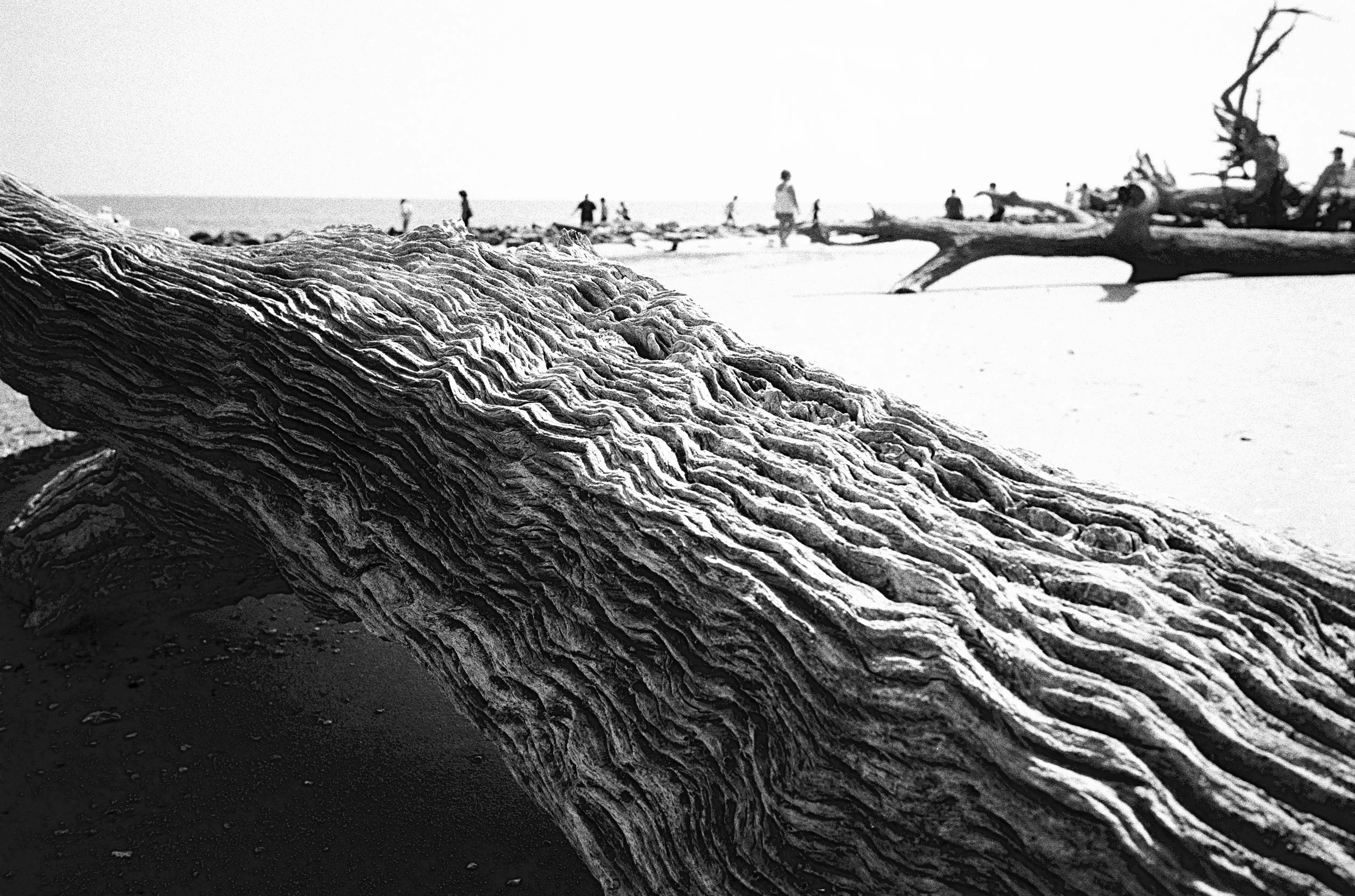 流木の聖地、DriftwoodをElmarit-M 28mm F2.8 ASPH.で撮ってみた -2