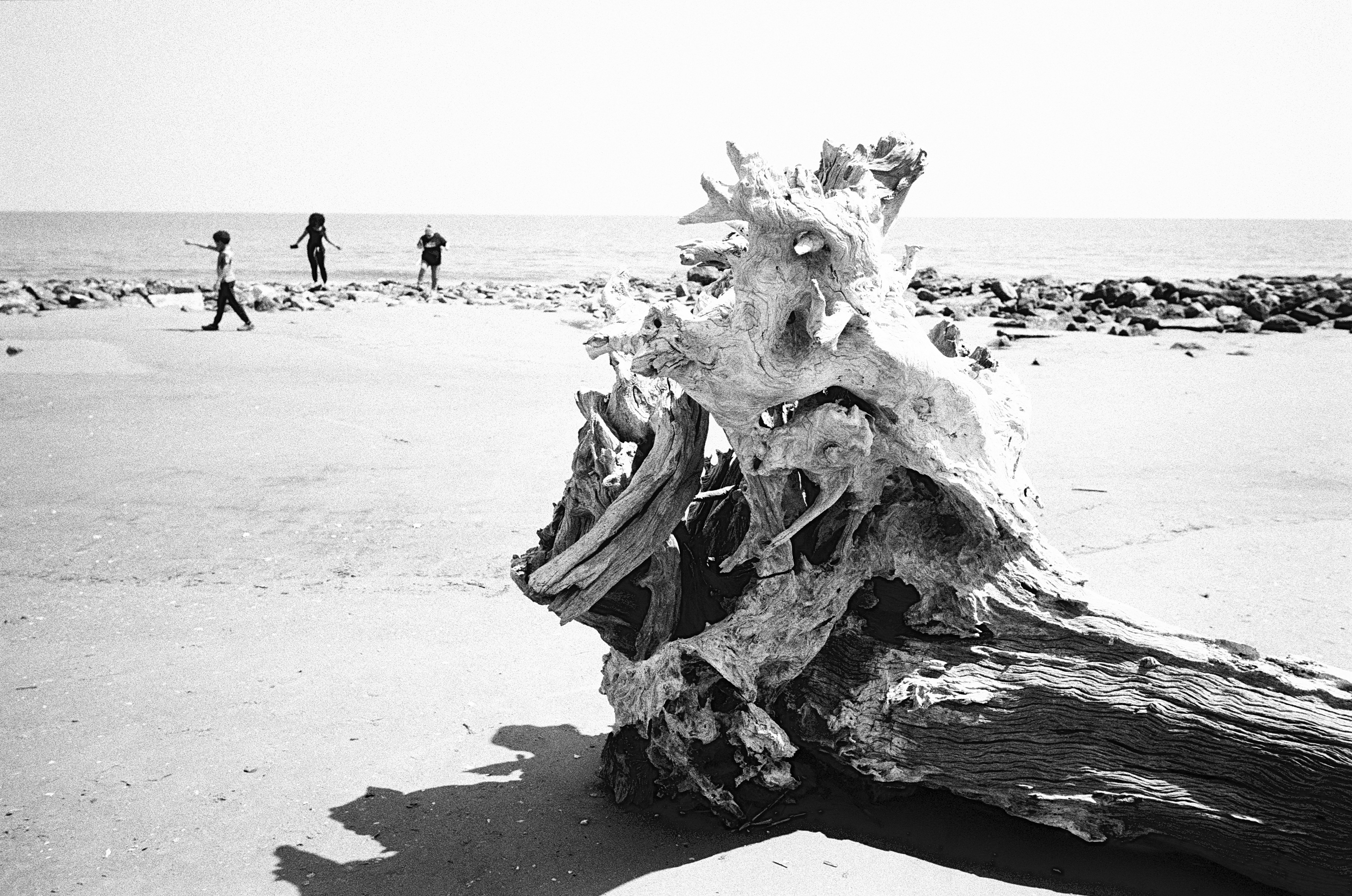 流木の聖地、DriftwoodをElmarit-M 28mm F2.8 ASPH.で撮ってみた -2