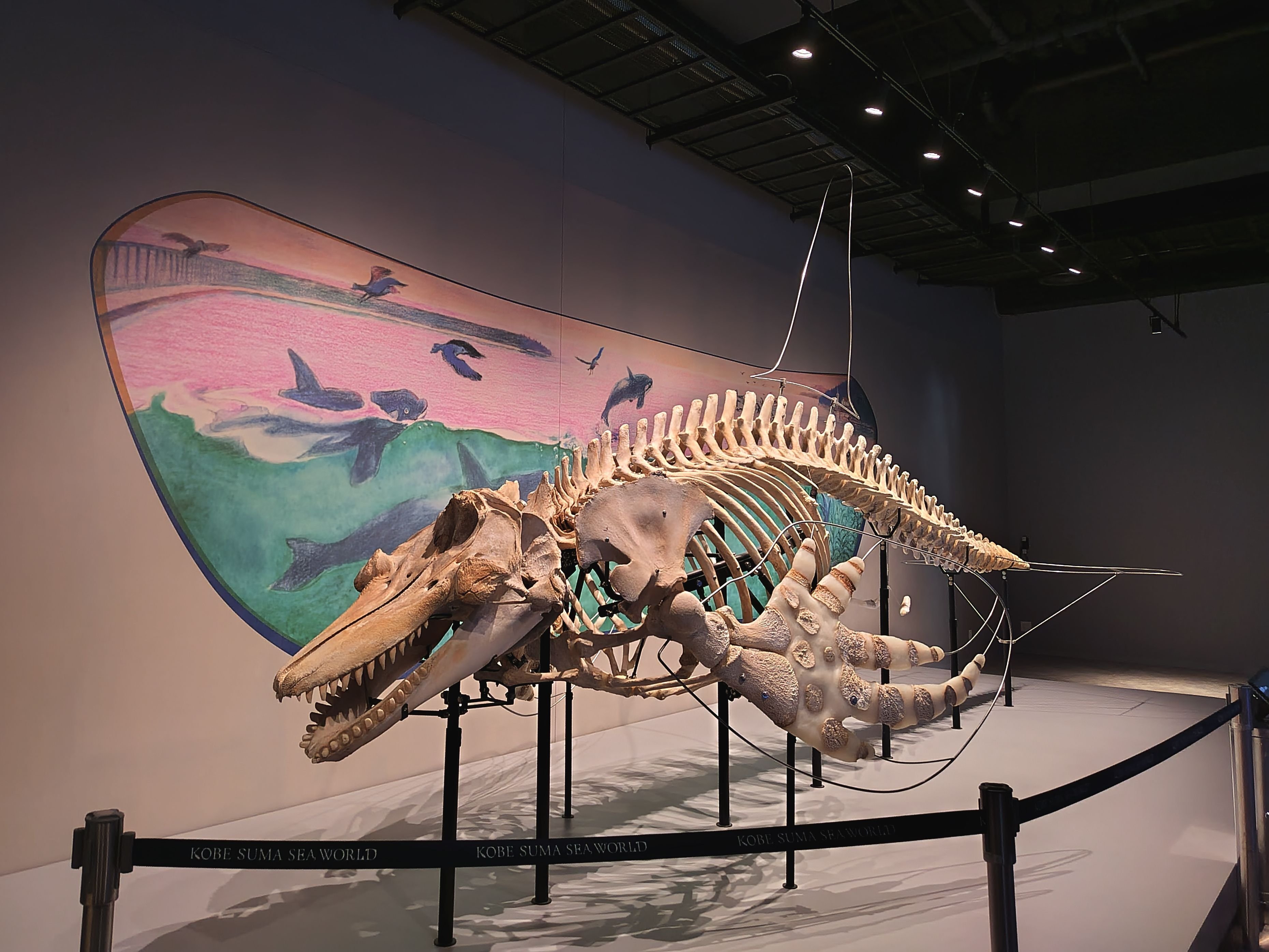 須磨シーワールド　オルカ オルカホール・オルカラボ｜神戸須磨シーワールド公式ホームページ