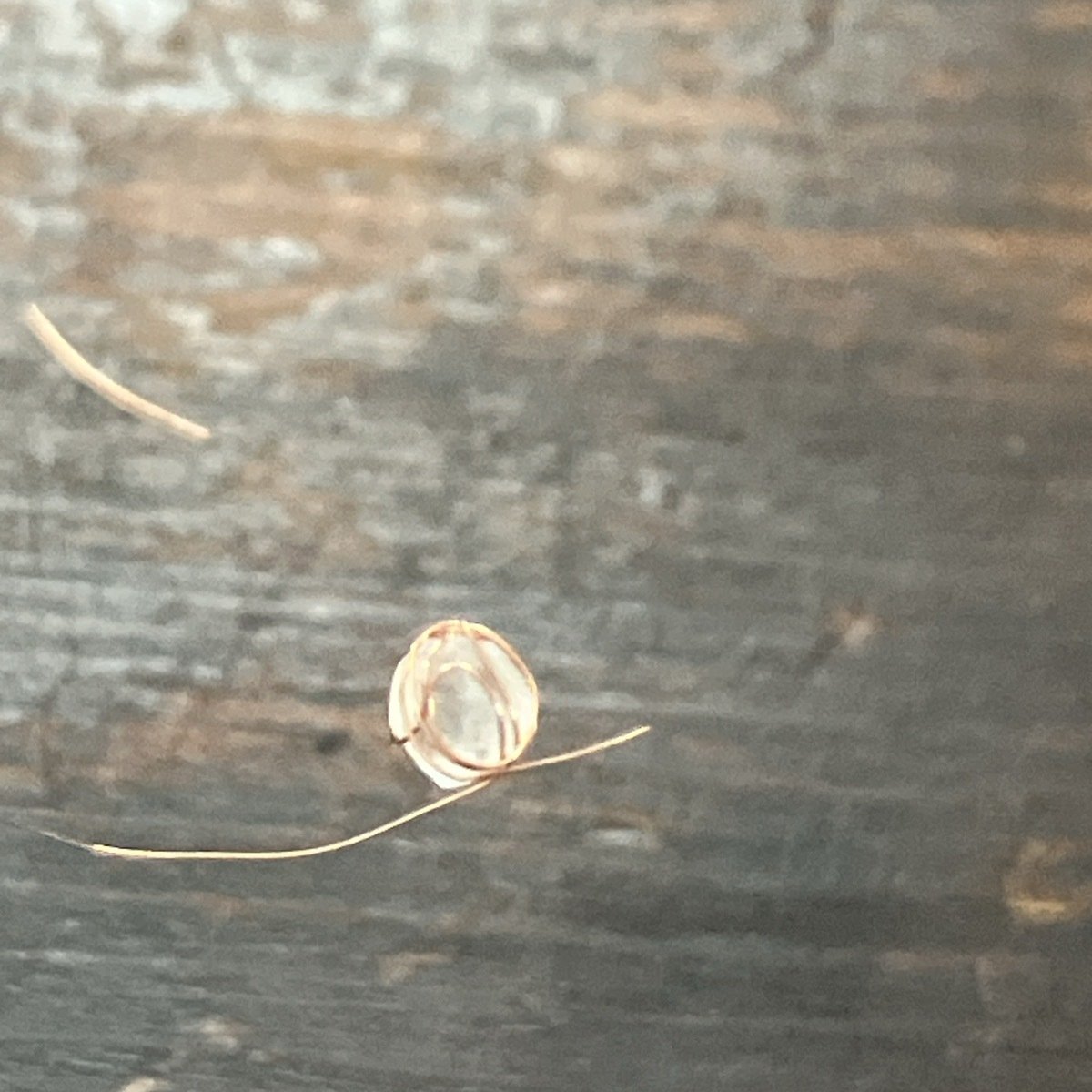 ミョウバン結晶育成｜さとうかよこ（きらら舎）