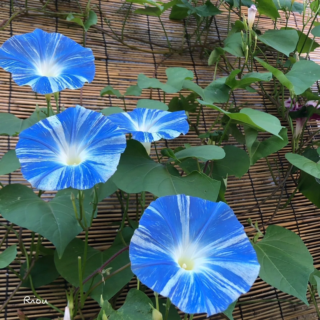 朝顔 花 言葉
