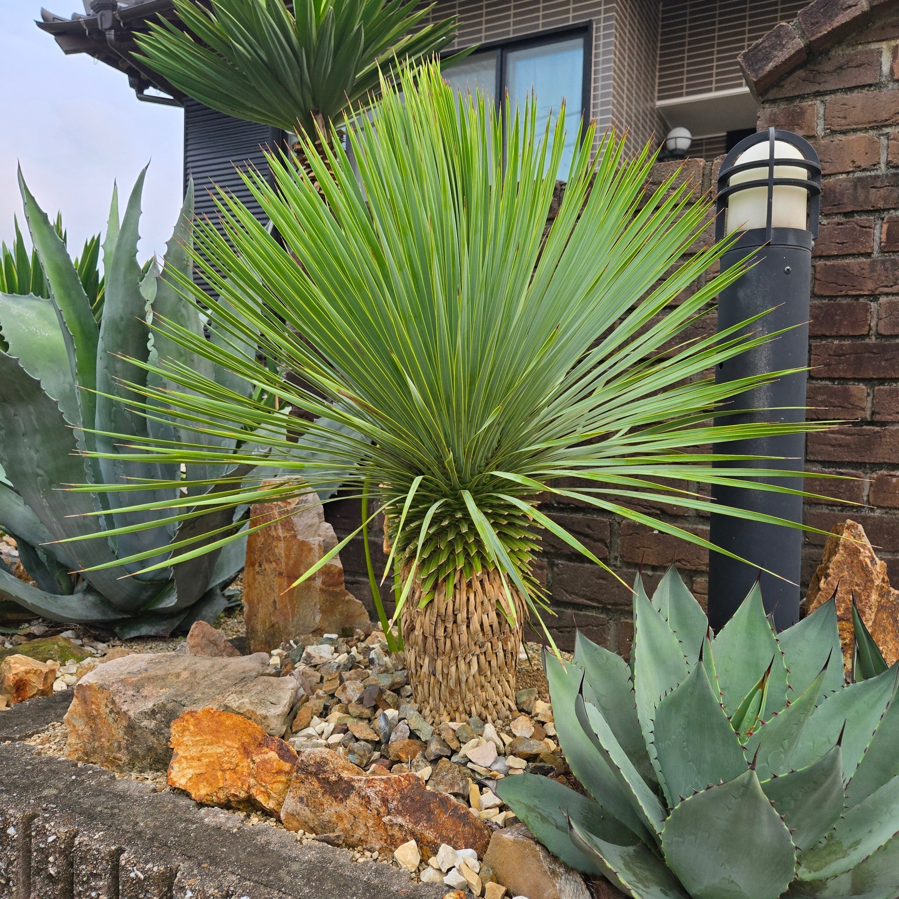 ユッカロストラータ 幹立ち｜Ikkyu