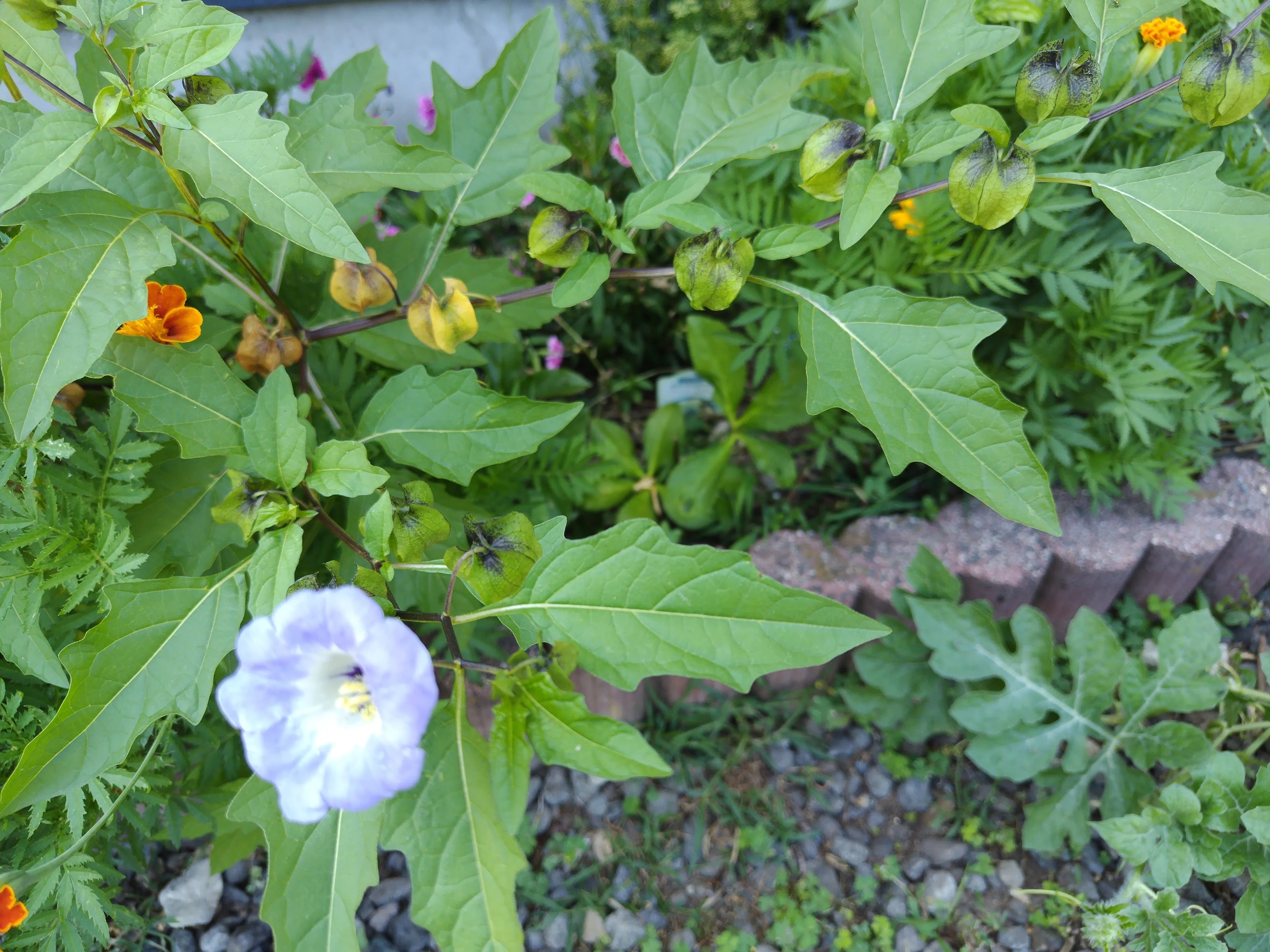 Today's Flower #32: Black Chinese Lantern｜ジャスミンティータイム