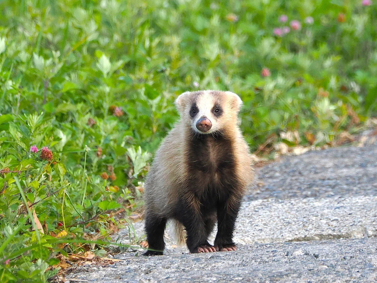 避暑のため妙高高原へ③:涼しい朝、ムジナとカミキリムシ|もずきち