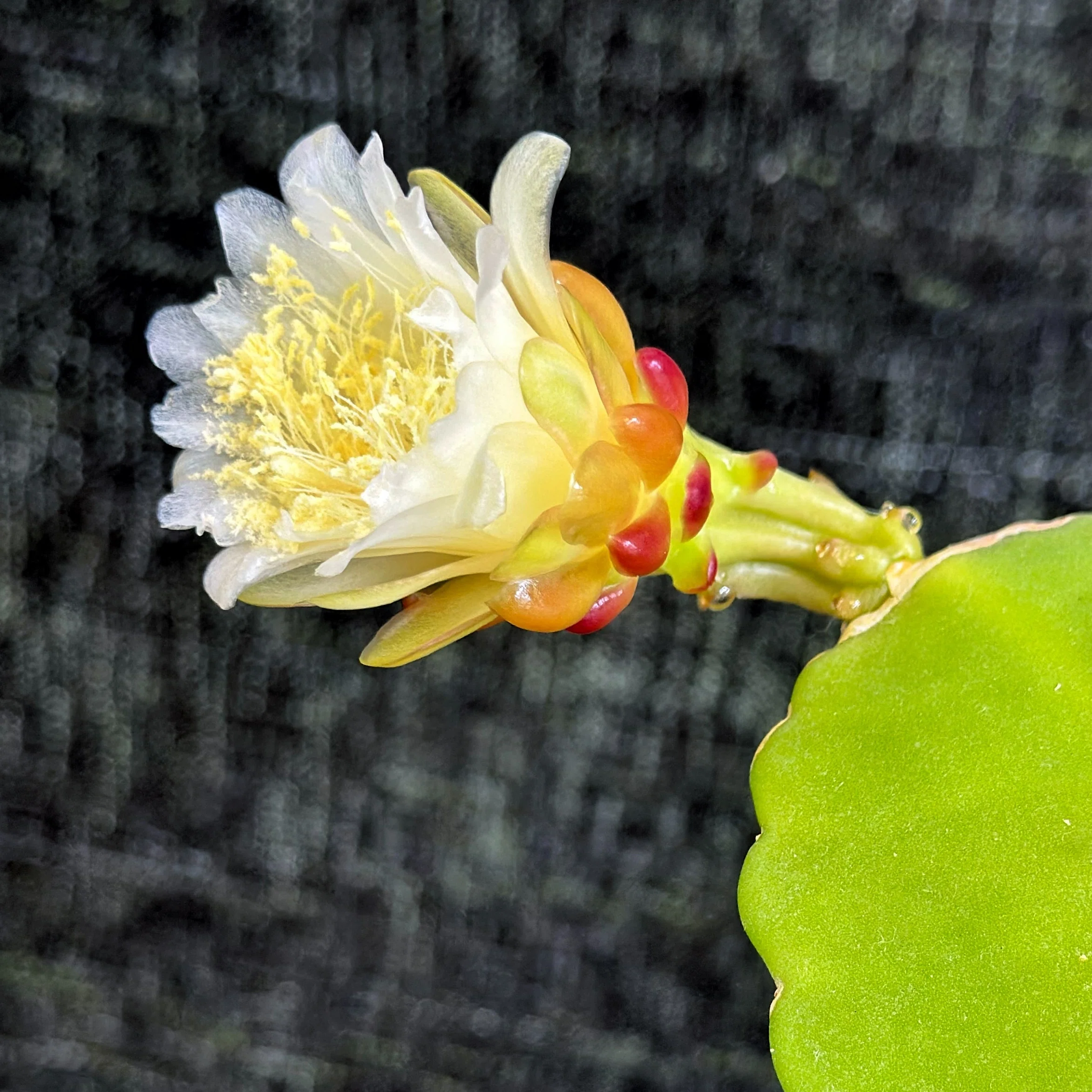 ちょっと珍しい森林性サボテン、Weberocereus（Eccremocactus） bradei
