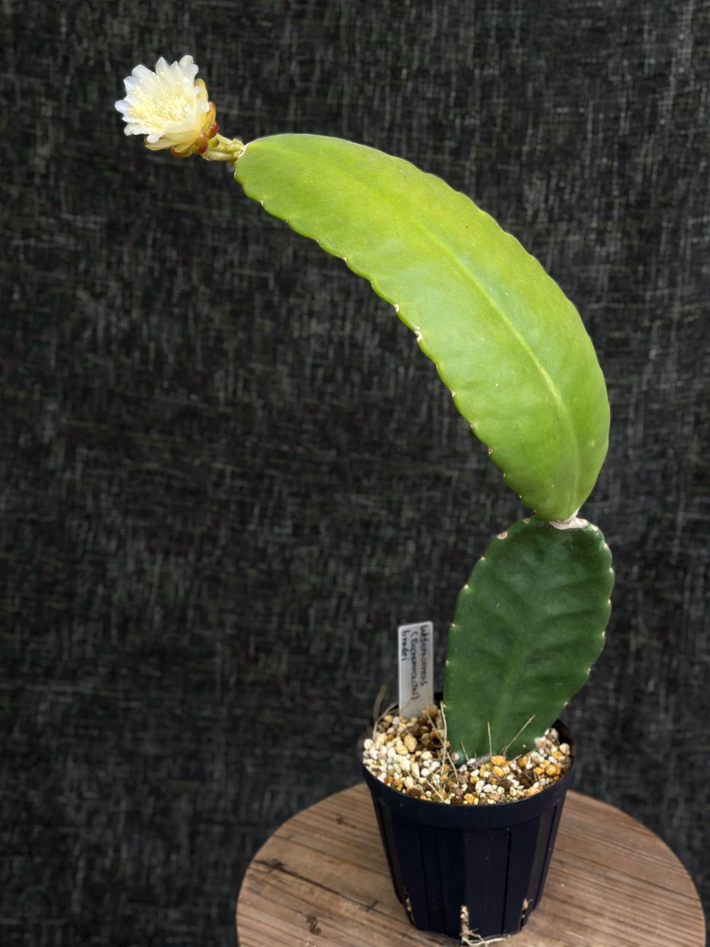 ちょっと珍しい森林性サボテン、Weberocereus(Eccremocactus ちょっと珍しい森林性サボテン、Weberocereus(Eccremocactus