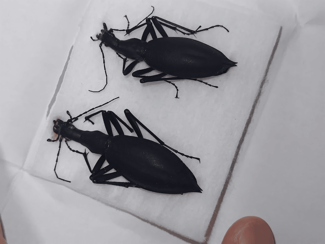 カブリモドキ 飼育交雑個体 ハイブリッドマイマイカブリ｜おさこじき