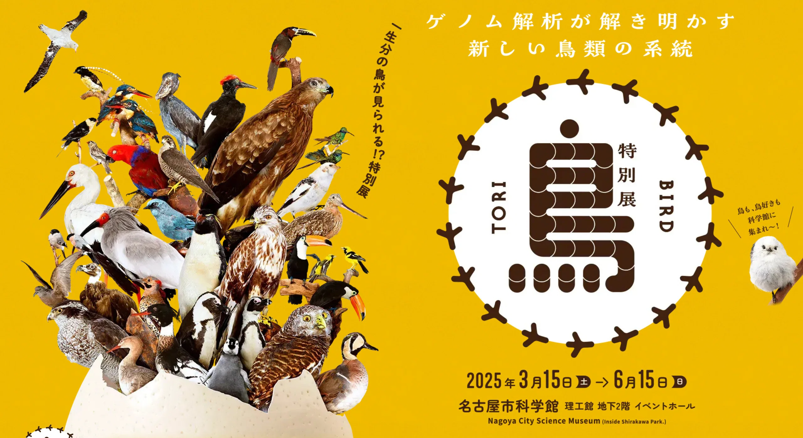 鳥好きが特別展「鳥」展に行ったら、思ってたのと全然違った話（名古屋