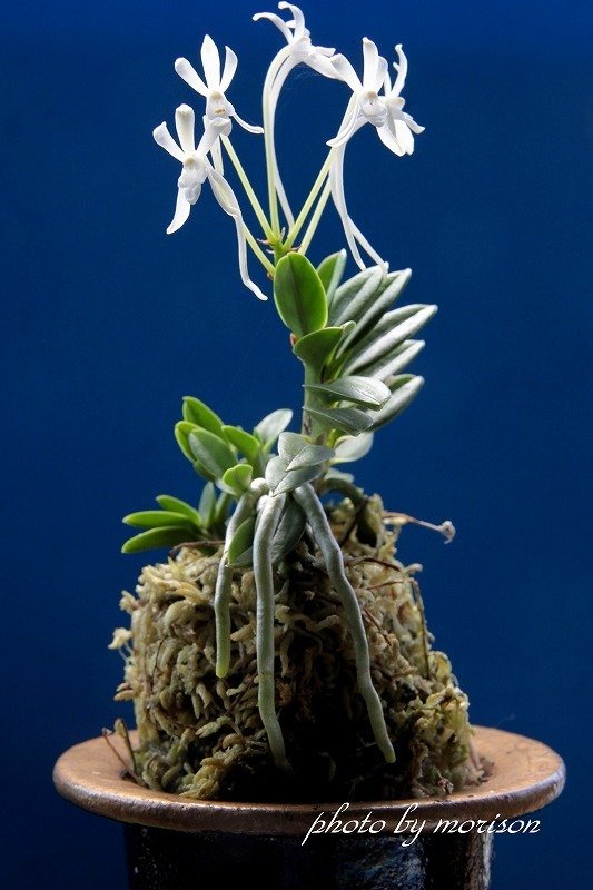 富貴蘭　海坊主(高知県産Super八重咲き花)開花中 富貴蘭開花写真 | Daichiのブログ 盆栽