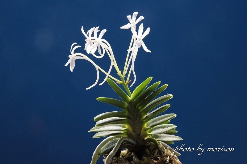 ◎富貴蘭◎輝宝（仮名） 富貴蘭・富嶽宝（ふがくほう）| 種・苗・ガーデニング用品のタキイ