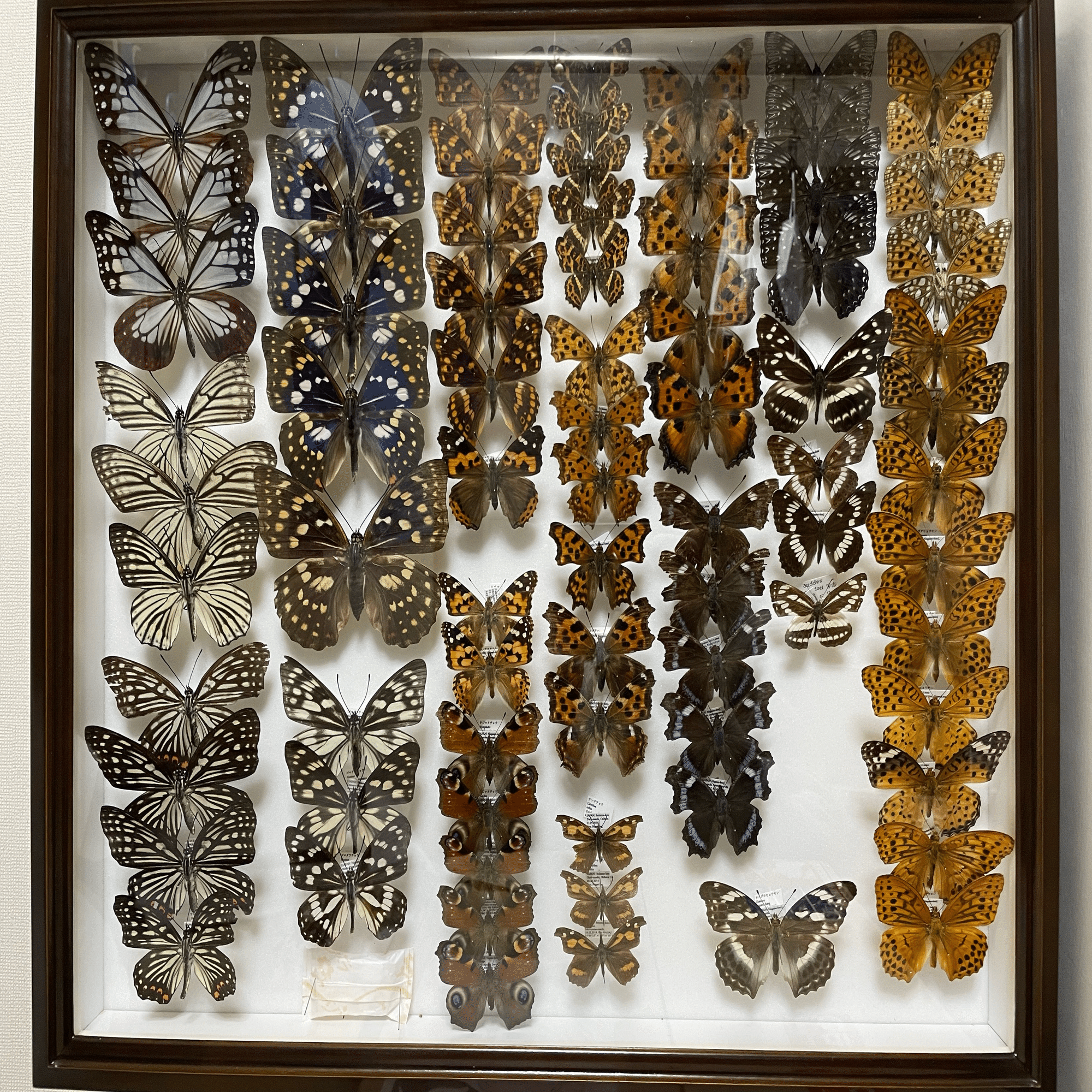 📺昭和のトリビア：『昆虫採集キット』！標本箱に詰めこんだ、ぼくらの