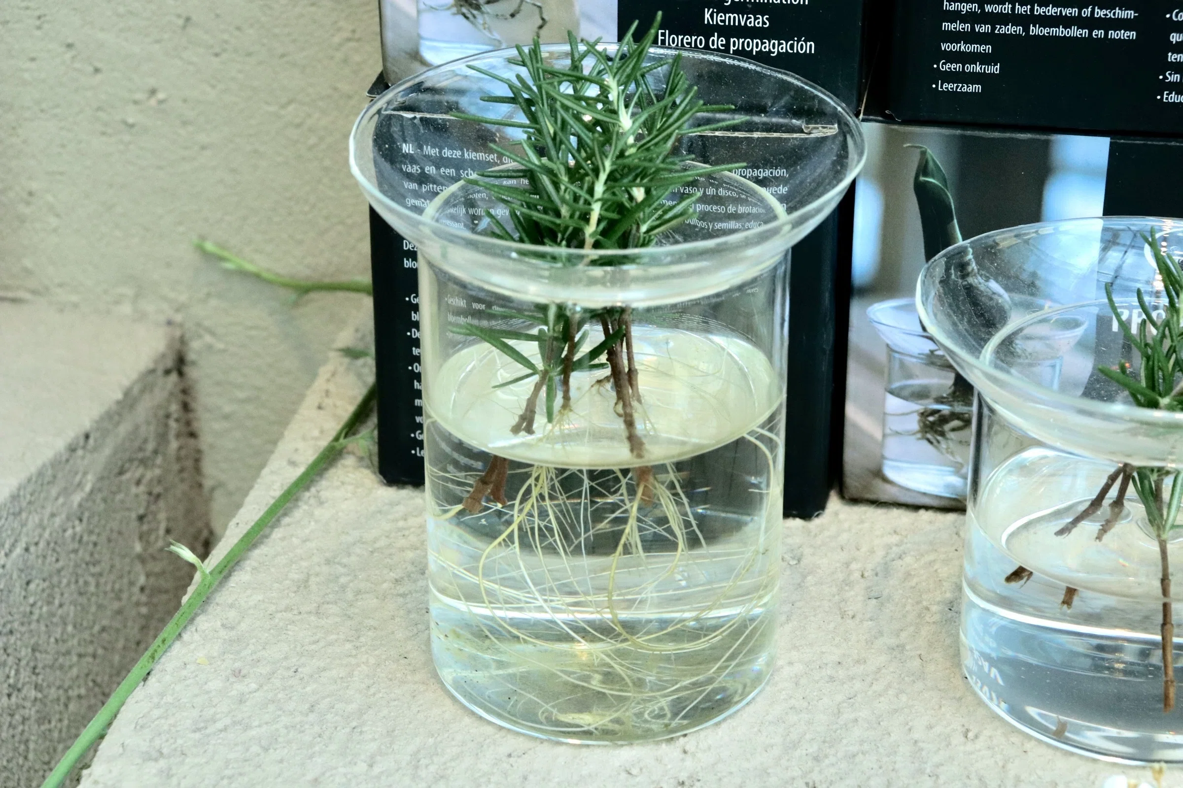 水差しで根っこが出やすい花瓶の種類と、枝から発根する簡単な