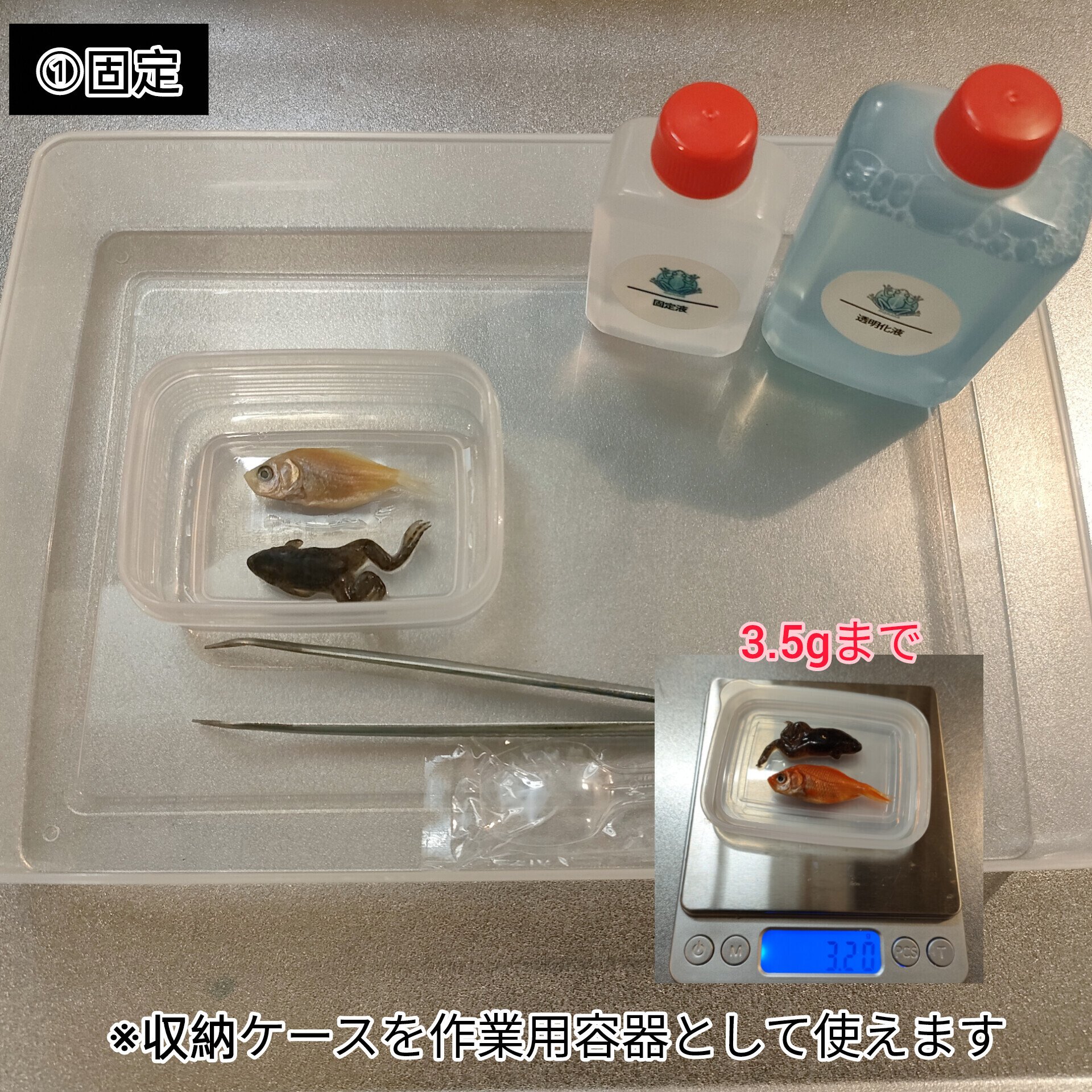 【透明標本作製キット】薬液のみ 全9種類 11点 透明標本作製キット | 小型海水水槽・人工ライブロック通販