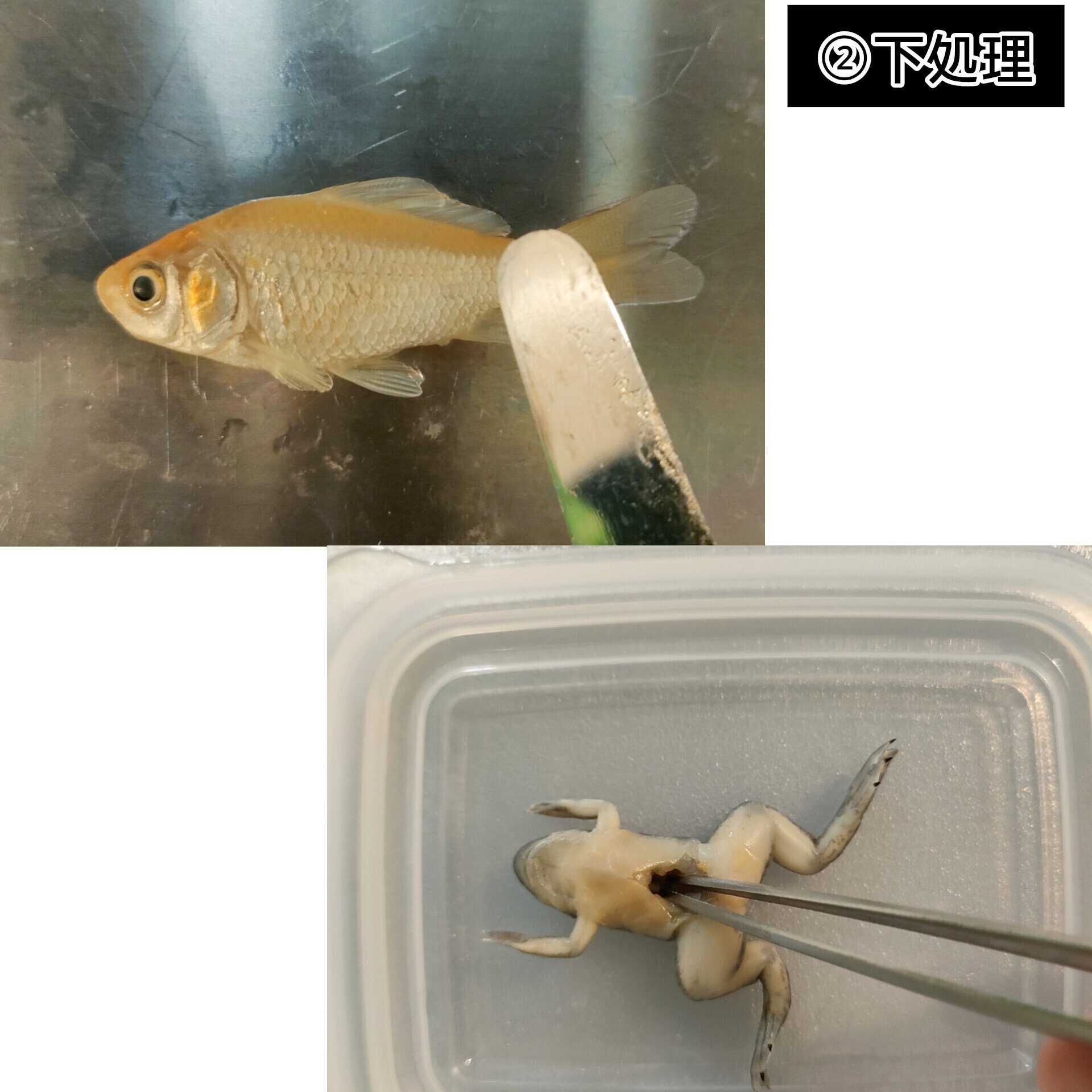 当店オリジナル【透明標本作製キット】（上級）作製マニュアル+補助