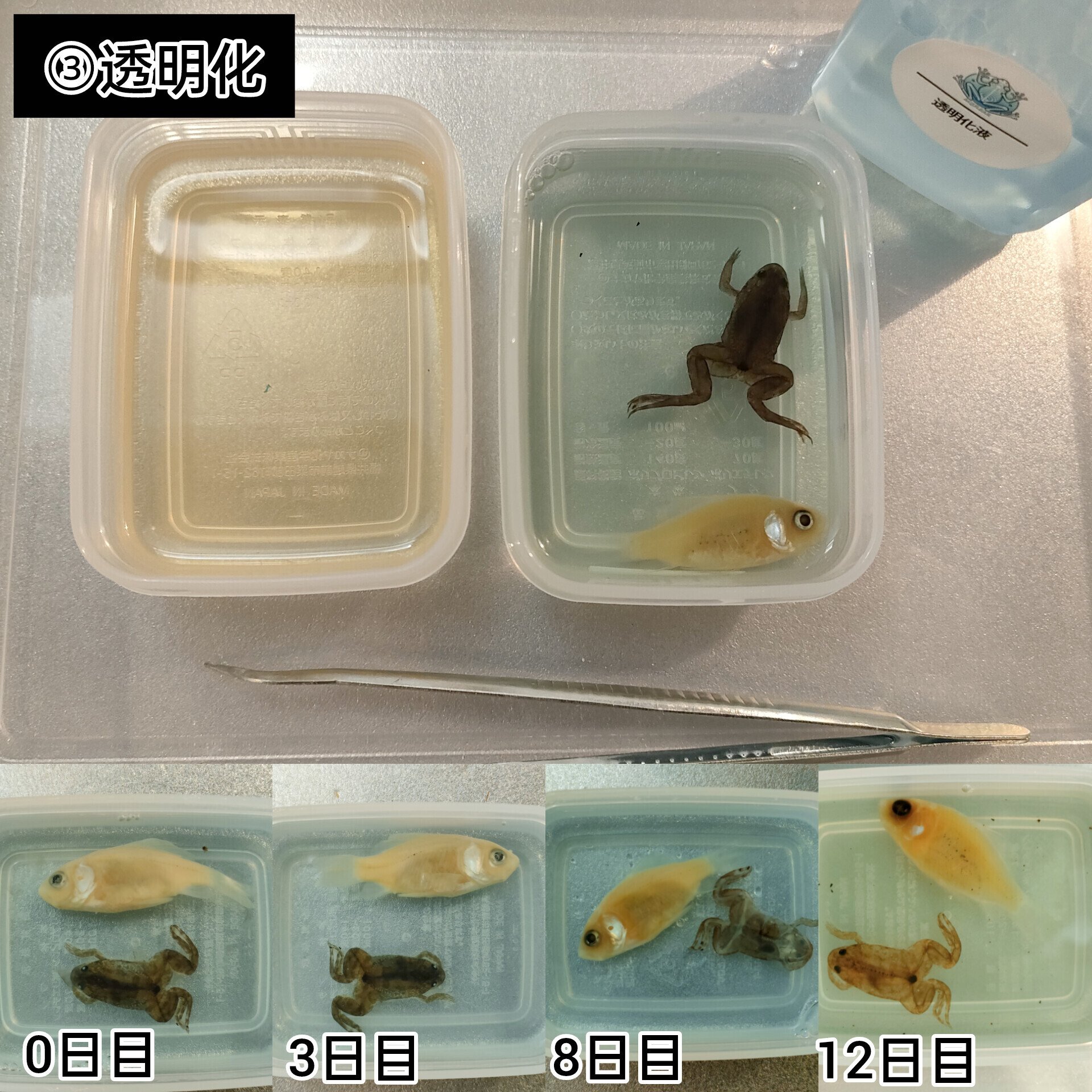 【透明標本作製キット】(上級) 20点　自由研究 学習教材 改良版 透明標本作製キット】(上級)全20点 | Pay ID