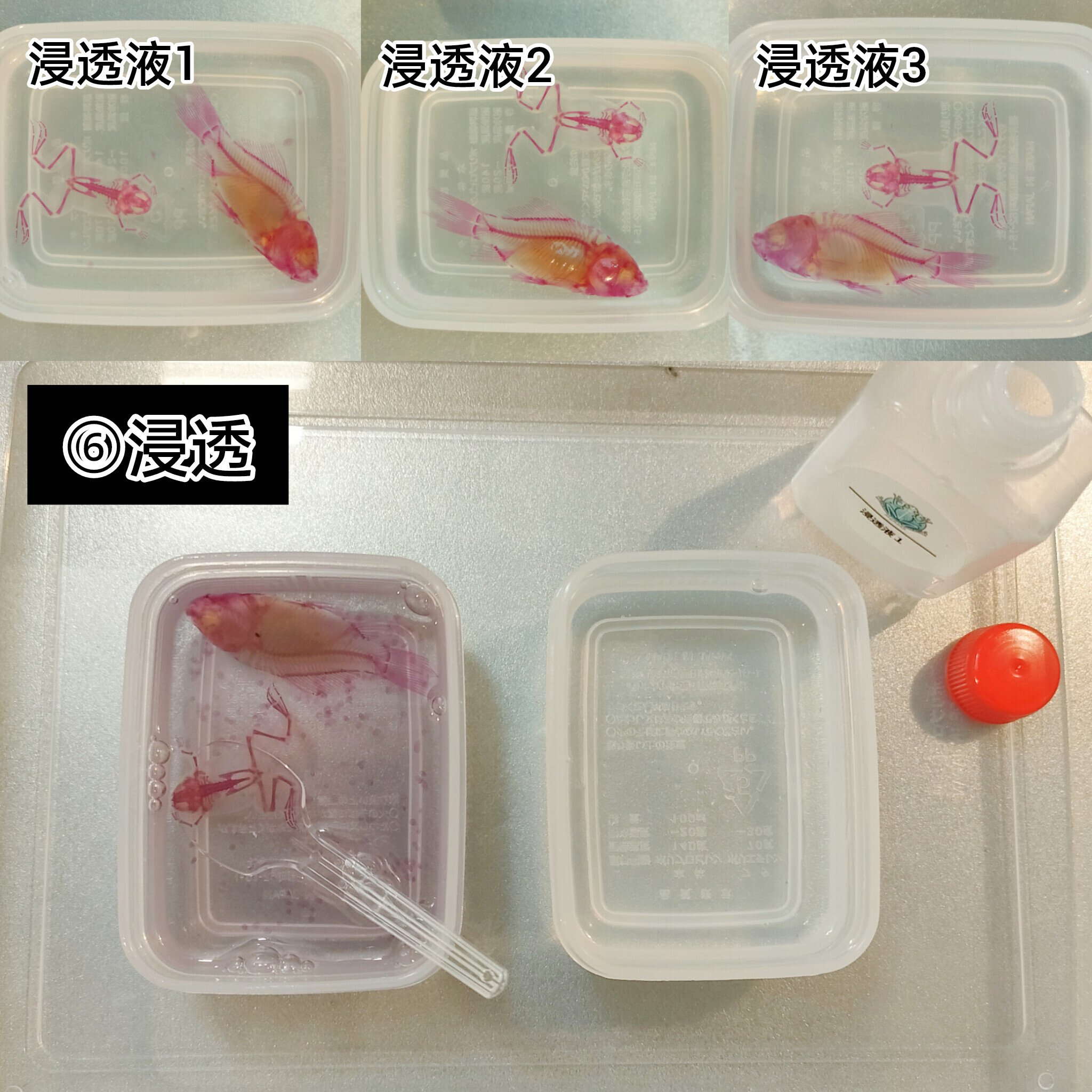 【透明標本作製キット】(上級) 薬液のみ 全9種類 11点 各100ml 透明標本作製キット】(上級) 薬液のみ 全9種類 11点 各100ml