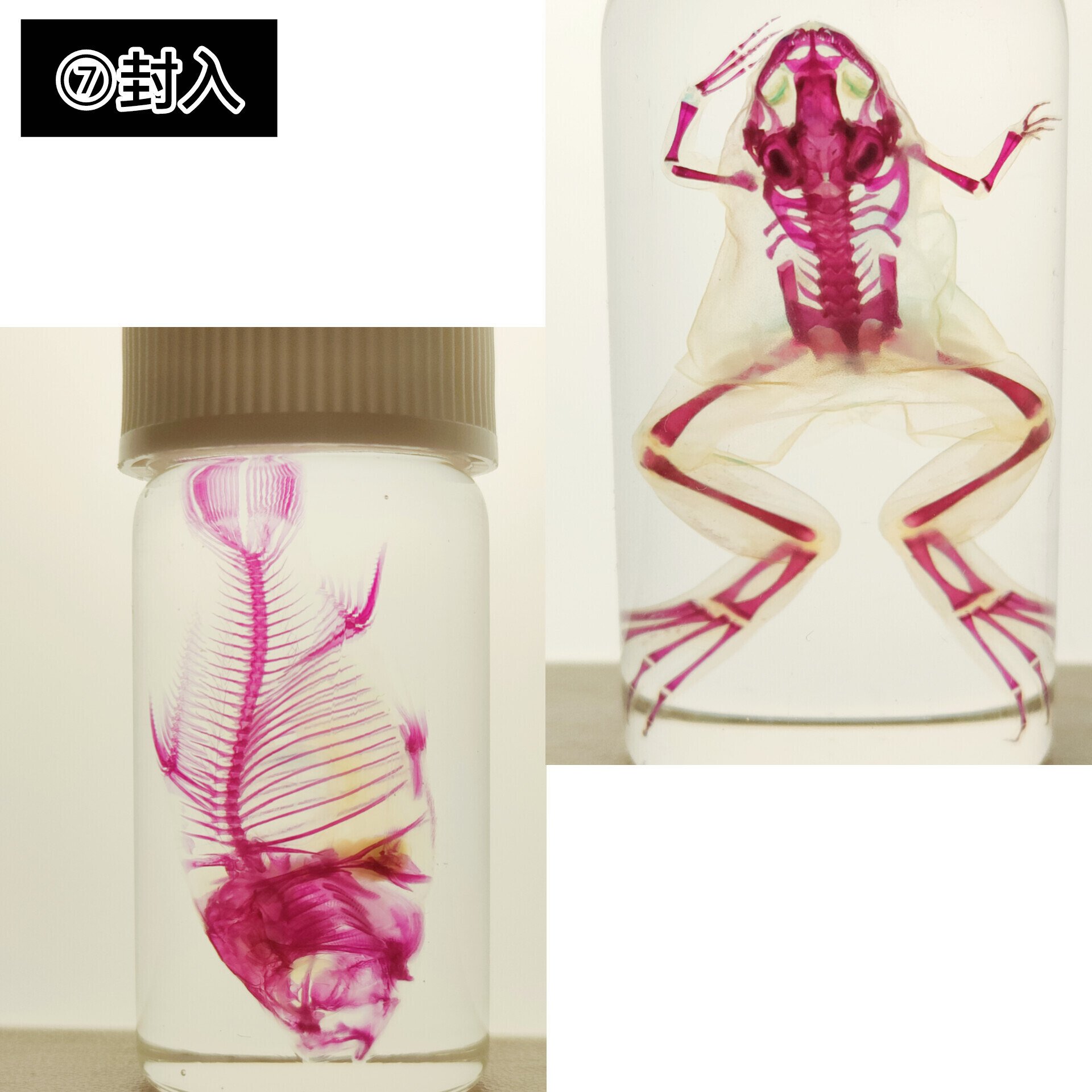 当店オリジナル【透明標本作製キット】（上級）作製マニュアル+補助