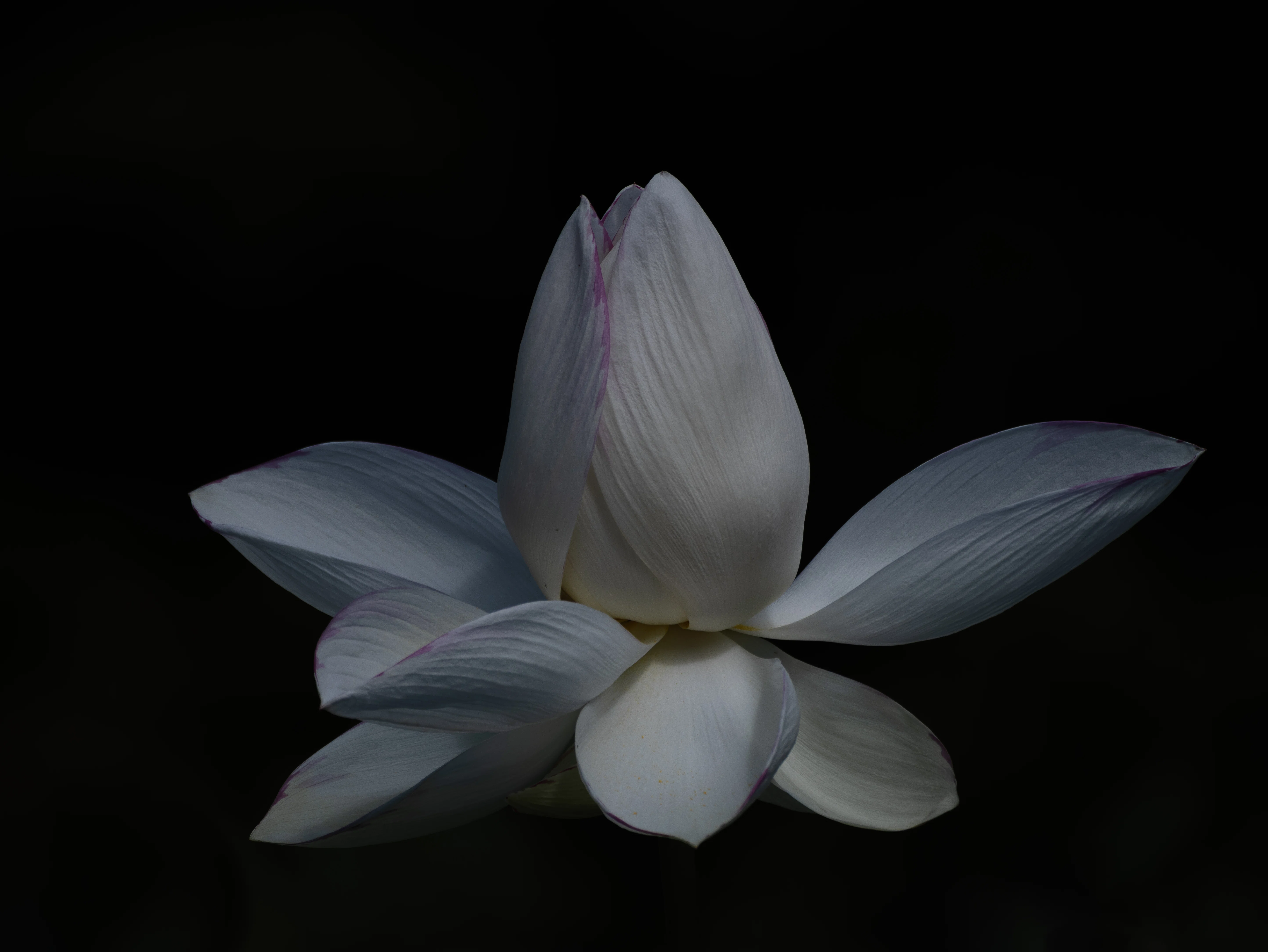 ルミマガ編集部】LEICA DG VARIO-ELMAR 100-400mm / F4.0-6.3 II ASPH
