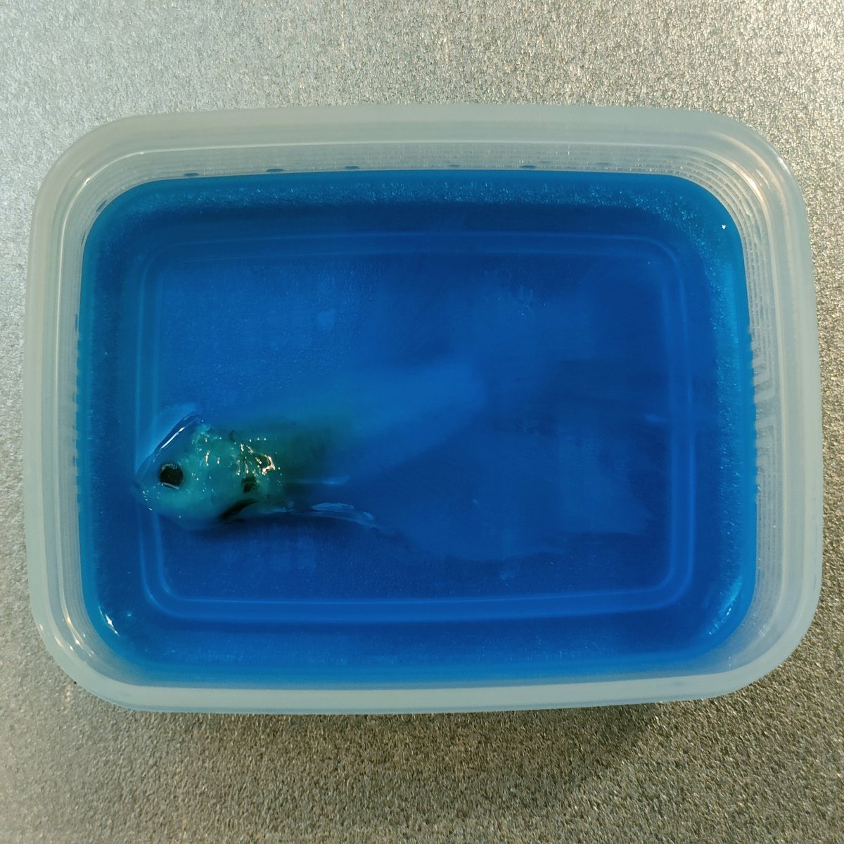 ミニ透明標本作製キット】 (中級：カエル) 計15点 中級者向け 自由研究 ミニ