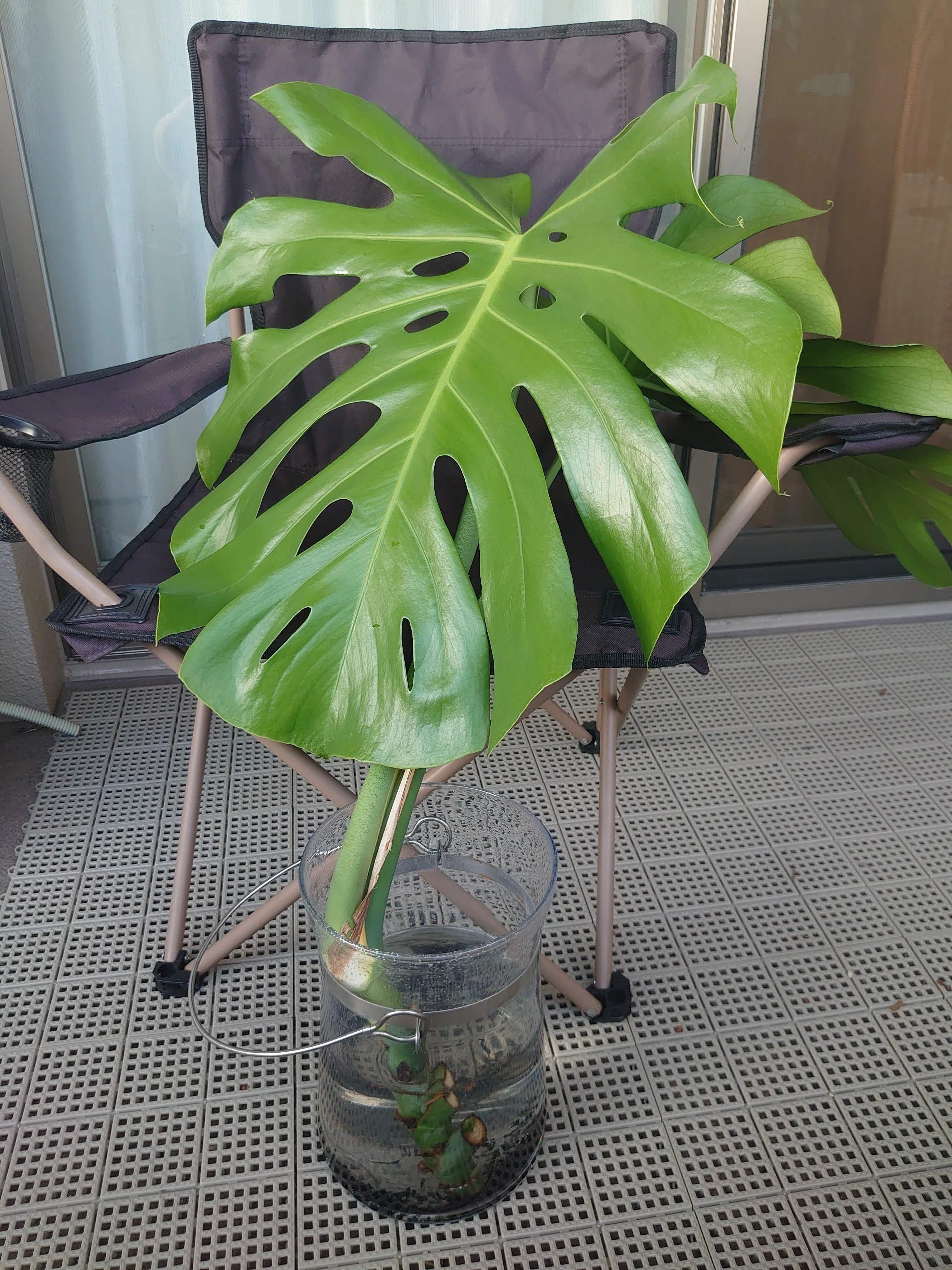巨大化する植物どうしてますか？｜KOTAKAO_