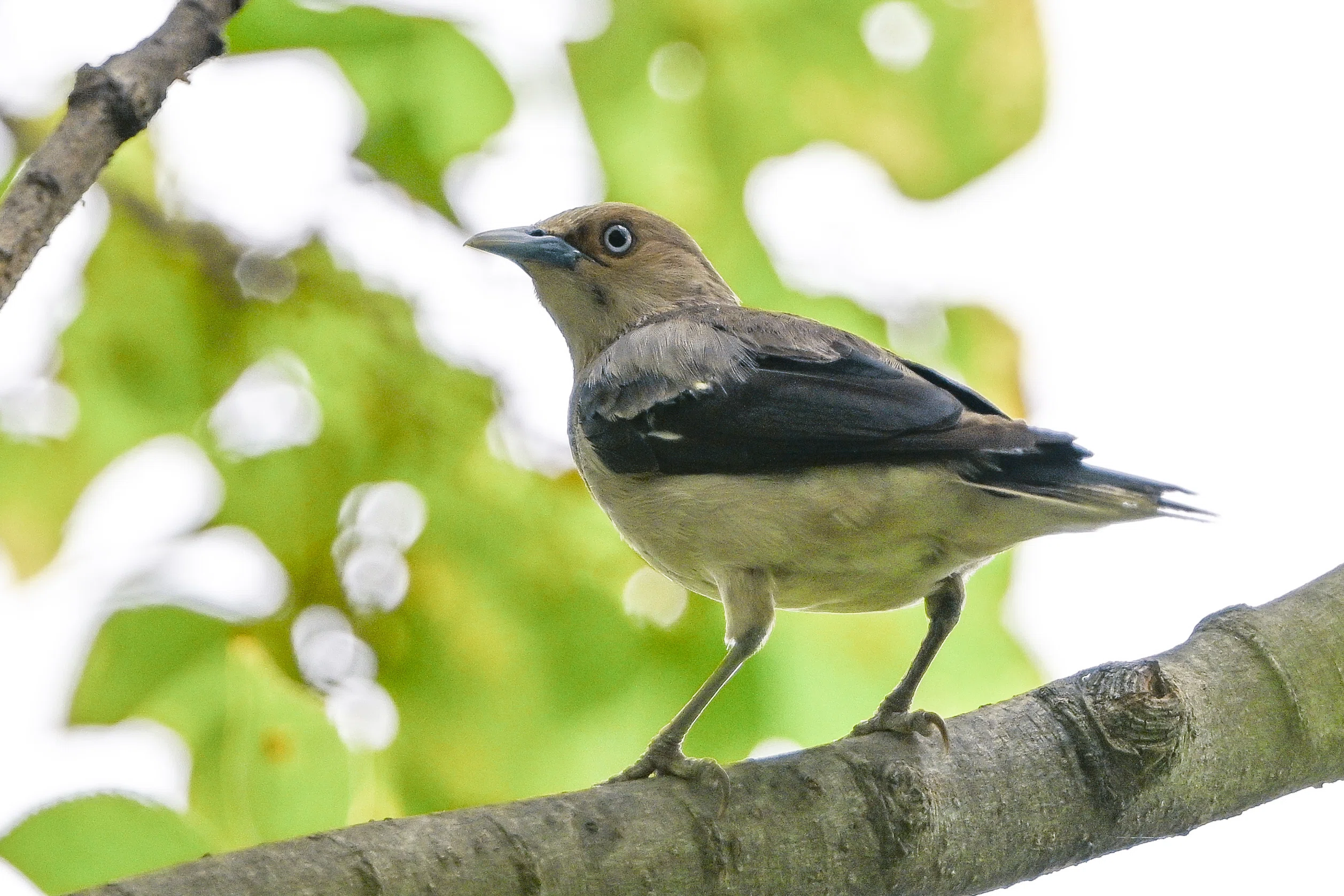 今日の鳥見散歩🚶真夏の野鳥たち🐦｜めい