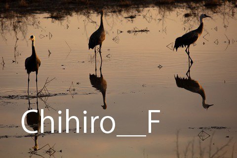 鹿児島でカツオドリ撮影&貝殻採集 1/21｜Chihiro_F