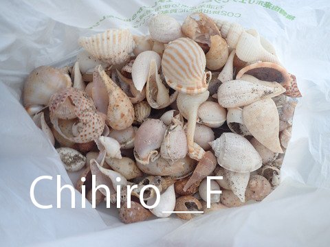 鹿児島県内で採集した「中型・小型・微小貝の貝殻280種類」 鹿児島