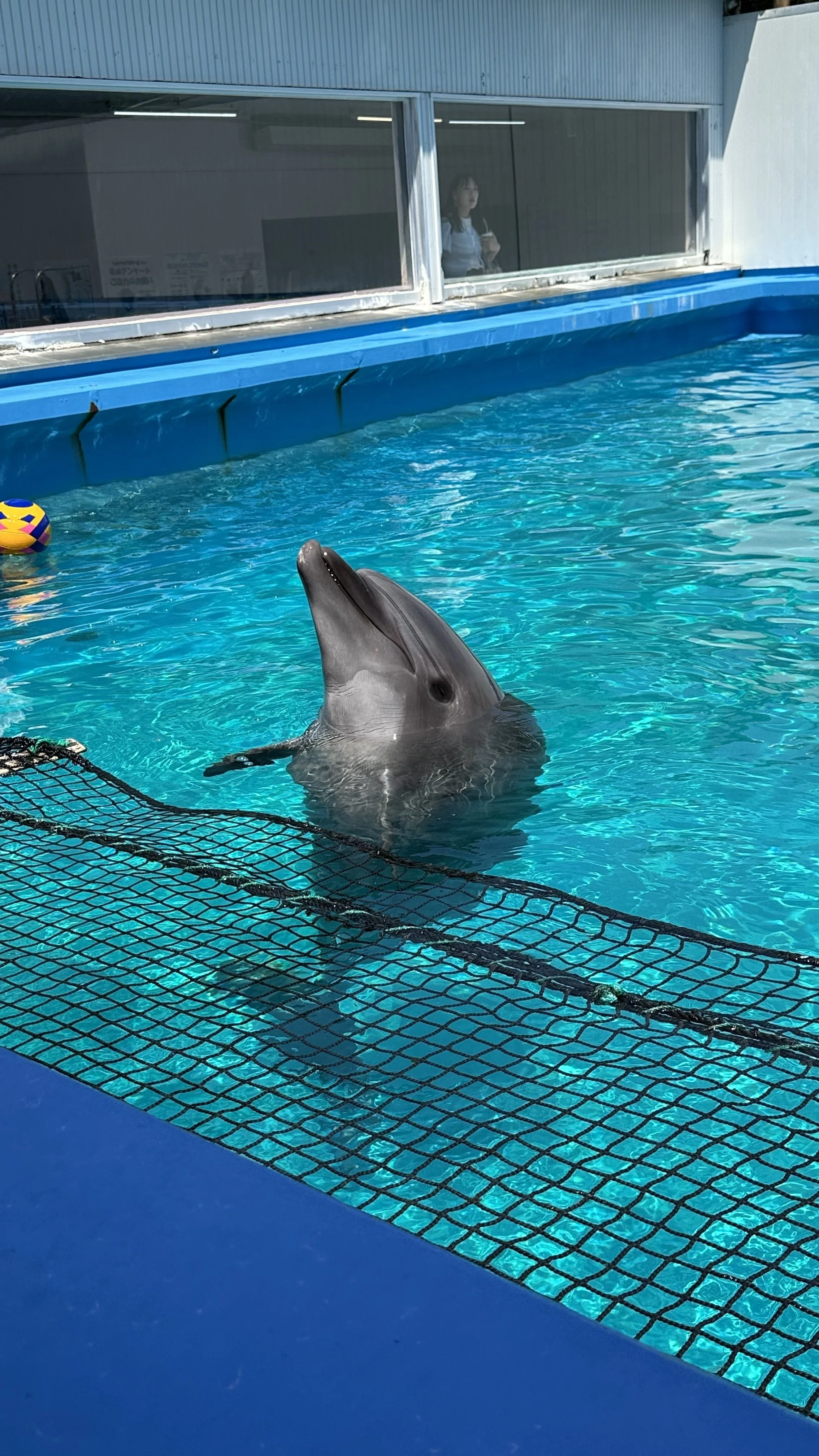 Futami Sea Paradise, Dolphins, Sea Lions, Walruses, Mie Trip 2025/6/5｜声 ...