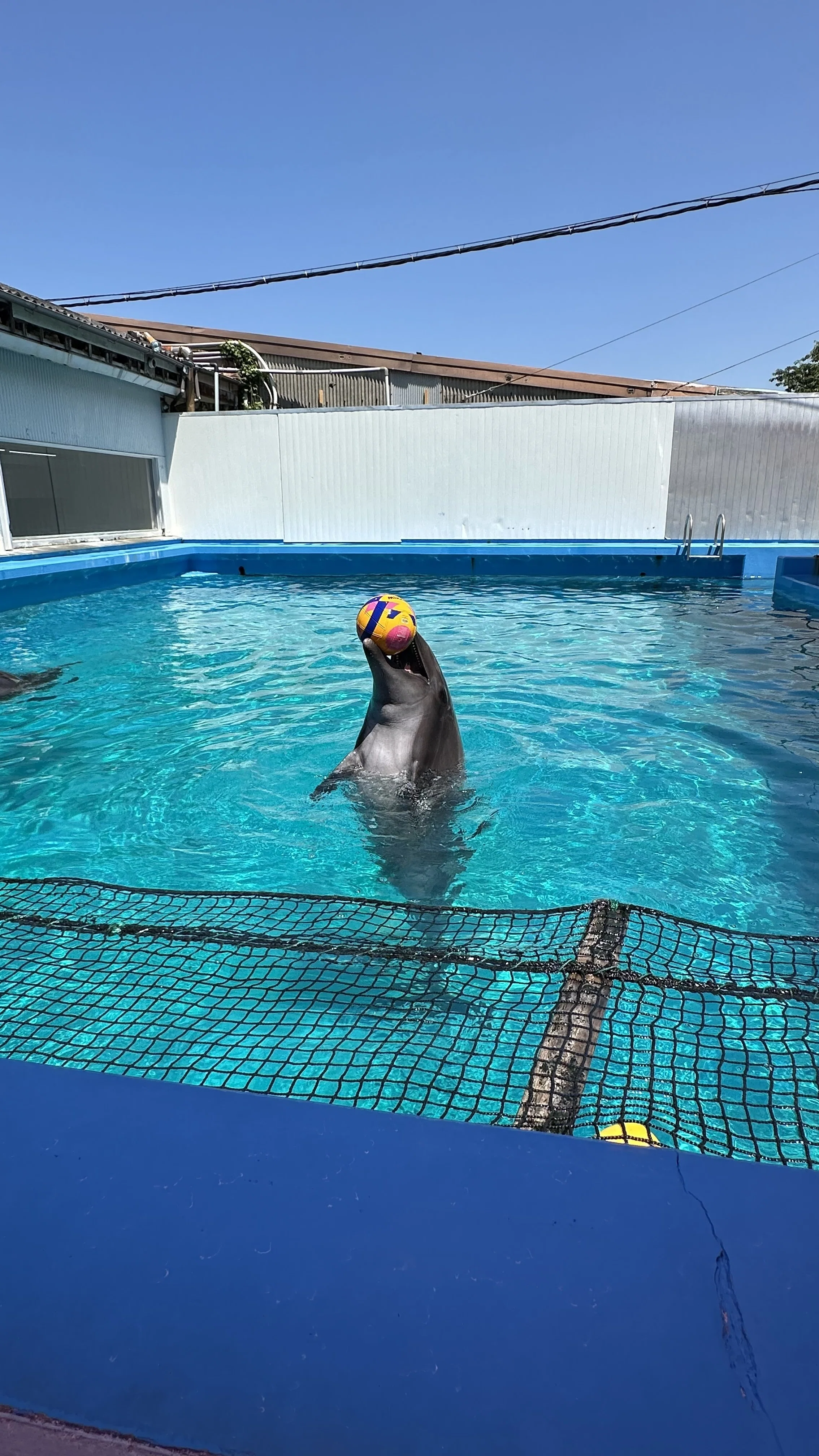 Futami Sea Paradise, Dolphins, Sea Lions, Walruses, Mie Trip 2025/6/5｜声 ...