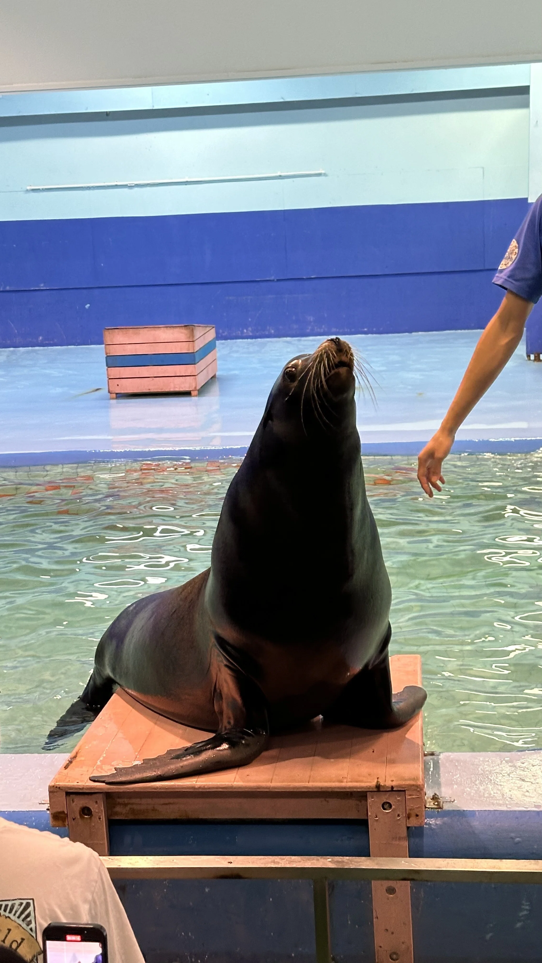 Futami Sea Paradise, Dolphins, Sea Lions, Walruses, Mie Trip 2025/6/5｜声 ...