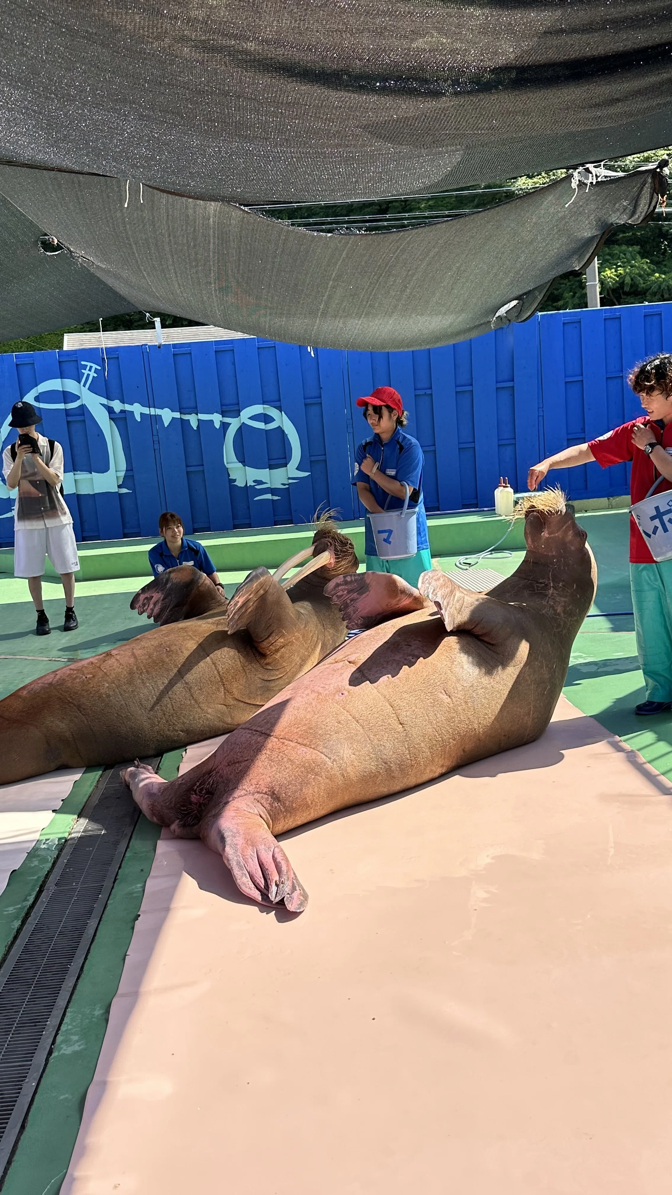 Futami Sea Paradise, Dolphins, Sea Lions, Walruses, Mie Trip 2025/6/5｜声 ...