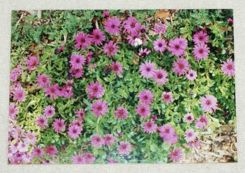 ガーベラ ga-4475b_m.jpg