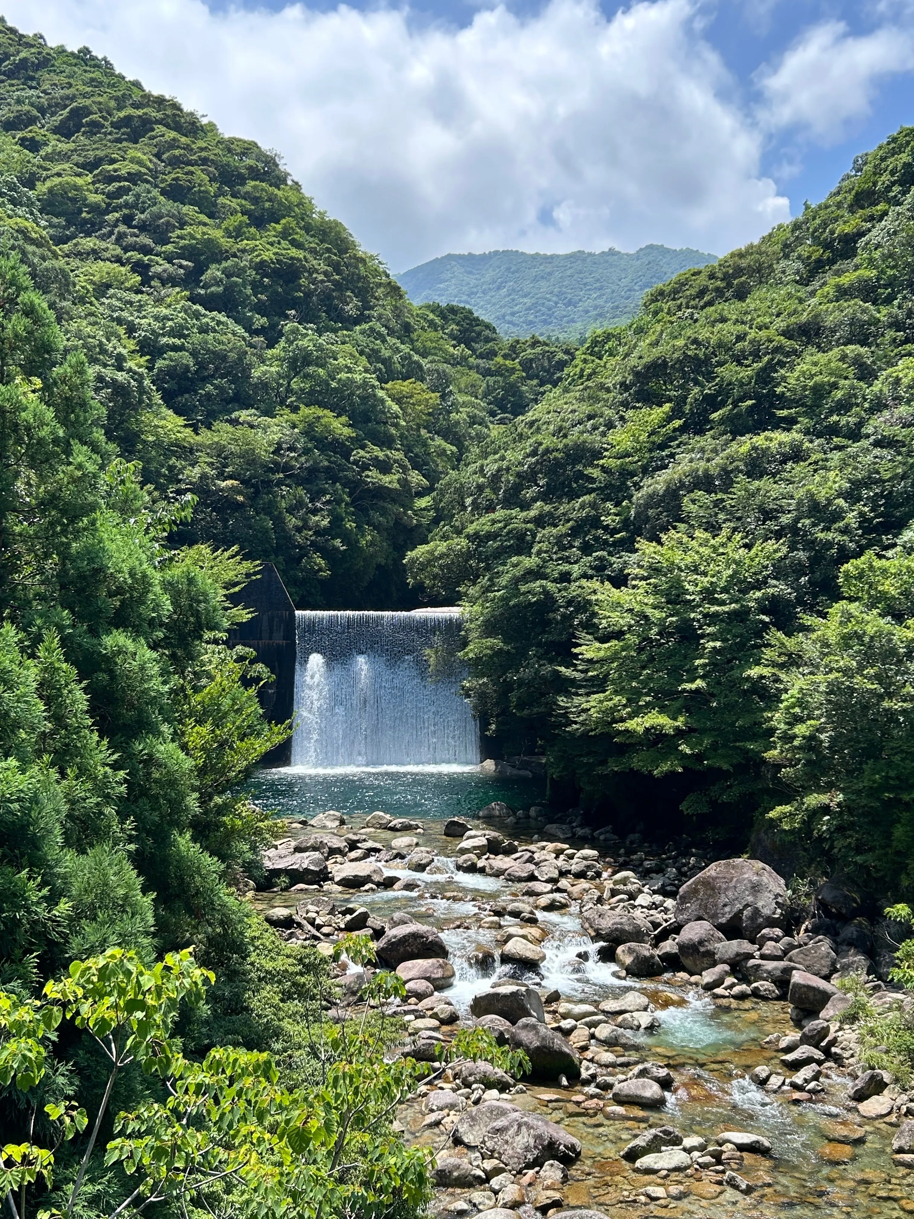 夏の屋久島】縄文杉トレッキングで出会える植物・動物たち｜tasutasu