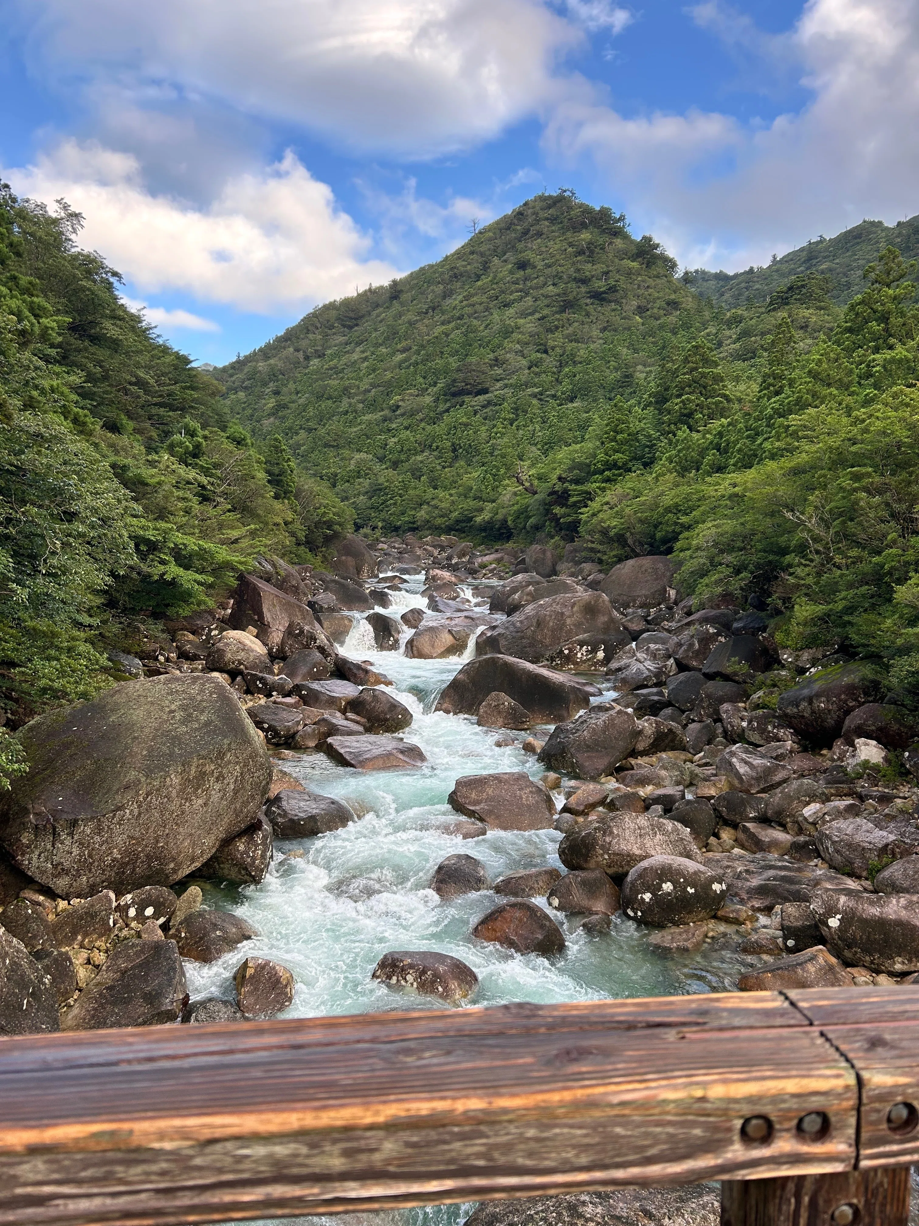 夏の屋久島】縄文杉トレッキングで出会える植物・動物たち｜tasutasu