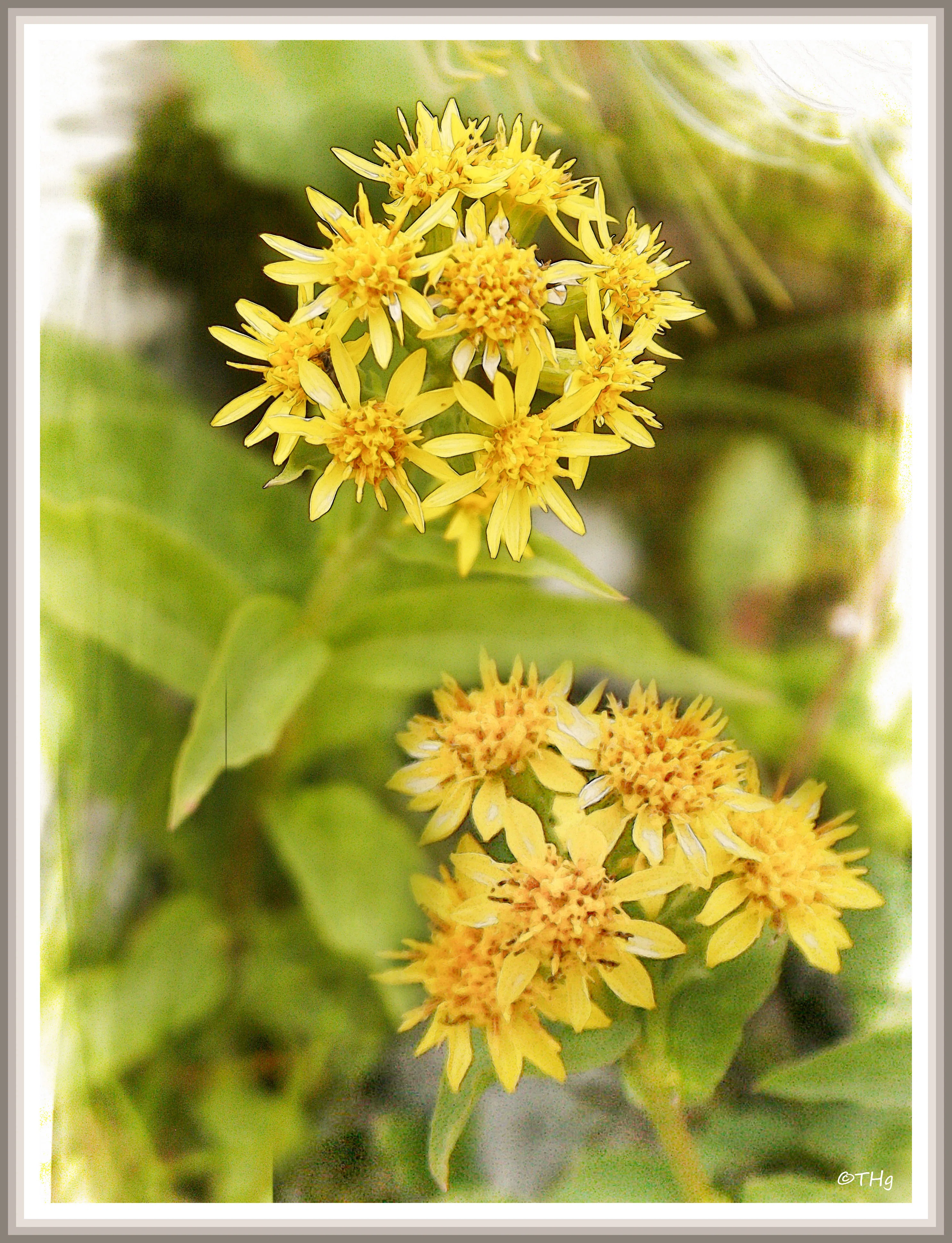 ミヤマアキノキリンソウ（高山植物・水彩画風）｜taka