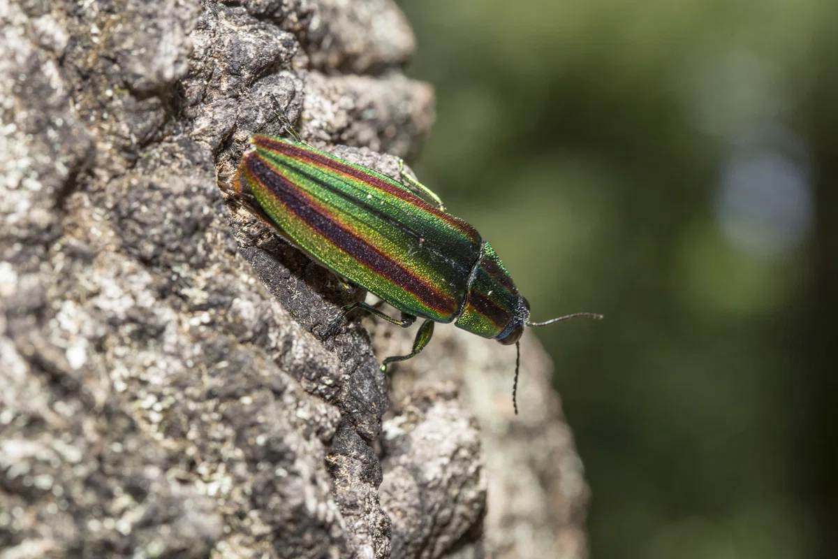 自然写真家より・・8月7日の撮影記録・(風景写真、昆虫写真、植物写真、扁形動物写真)|飯村茂樹/自然写真家