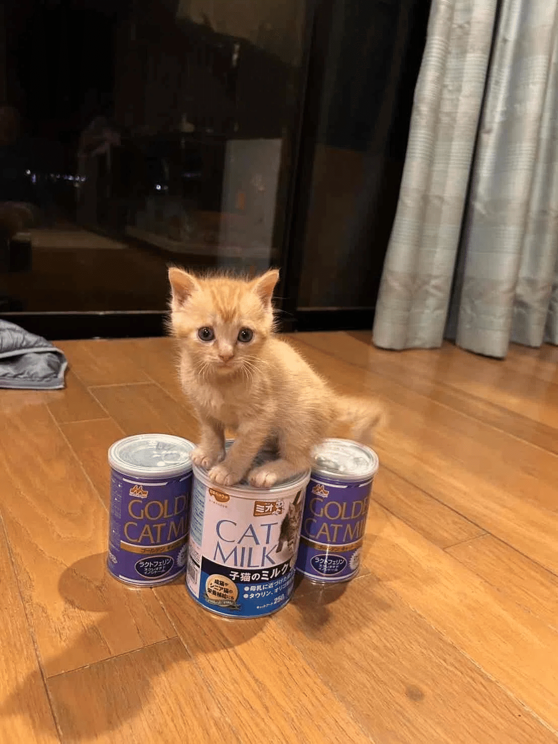 世界猫の日”に保護猫支援の輪を広げよう！「キャットカップ