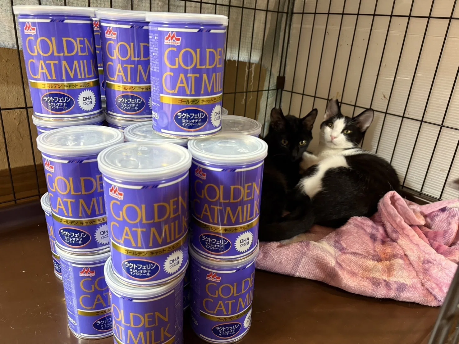 世界猫の日”に保護猫支援の輪を広げよう！「キャットカップ