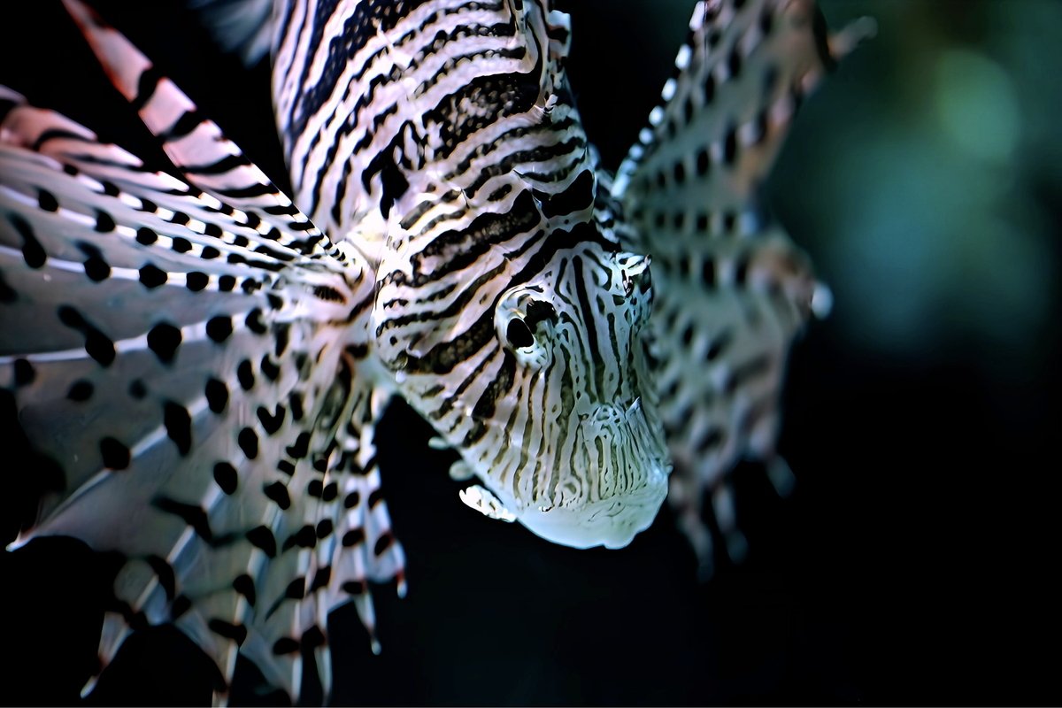 MC 105mm f2.8 de 水族館｜絵宙詞 є-ѕσяα-gσтσ ⒿⒾⓃ