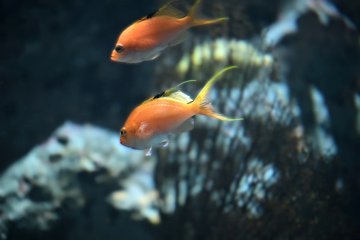 MC 105mm f2.8 de 水族館｜絵宙詞 є-ѕσяα-gσтσ