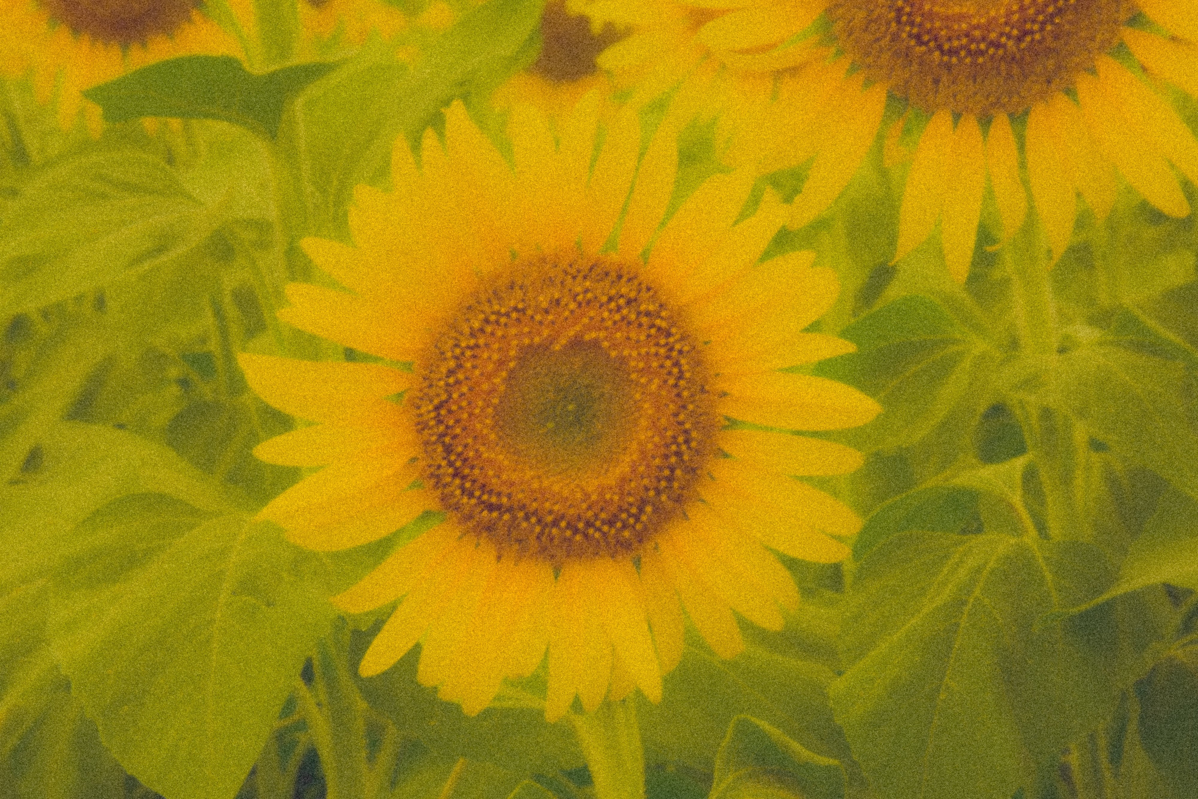 夏向日葵スケッチ原画 向日葵 #sunflower #inkpainting #水墨画 #即興 #nepo #25分