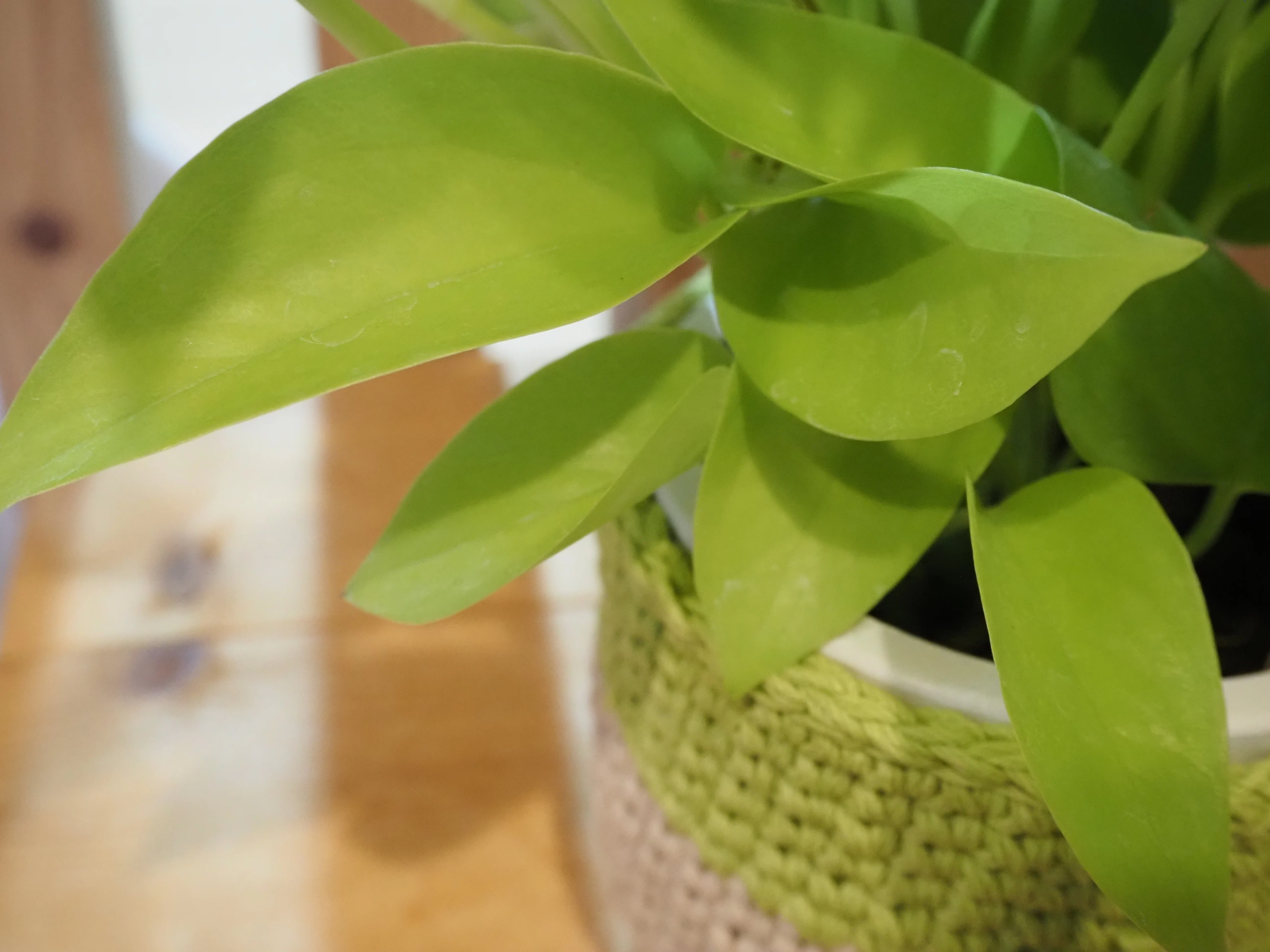 植物記録【ポトス ライム】｜iina magazine