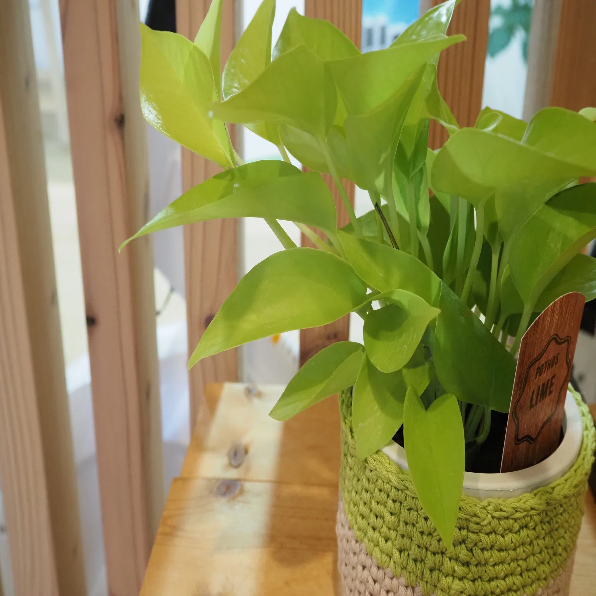植物記録【ポトス ライム】｜iina magazine