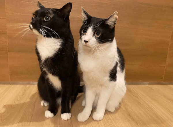 世界猫の日・特別企画―歌手・藤あや子とマルとオレオ―｜ヤマト運輸公式note