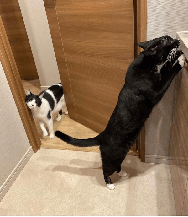 世界猫の日・特別企画―歌手・藤あや子とマルとオレオ―｜ヤマト運輸公式note