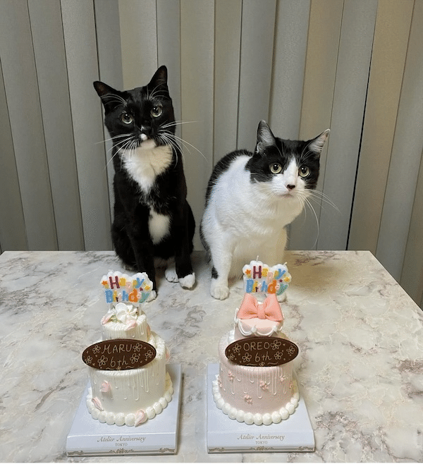 Rudorufu　ヴァイオレット猫屋М10月末 世界猫の日・特別企画―歌手・藤あや子とマルとオレオ―｜ヤマト運輸公式note