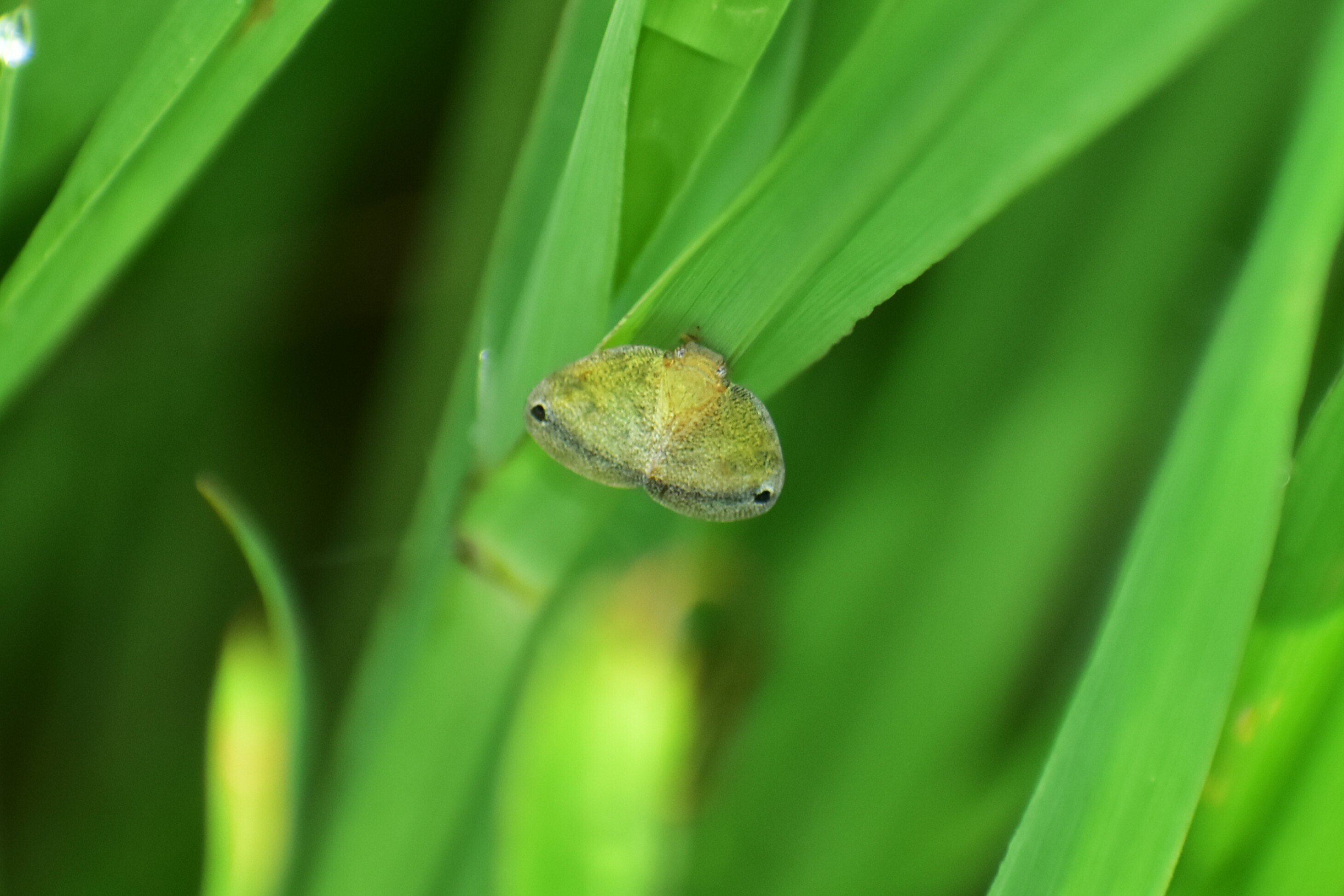 ぽこむし 今月の虫(令和7年7月撮影分、第4編 その他の虫)|沖縄散歩人